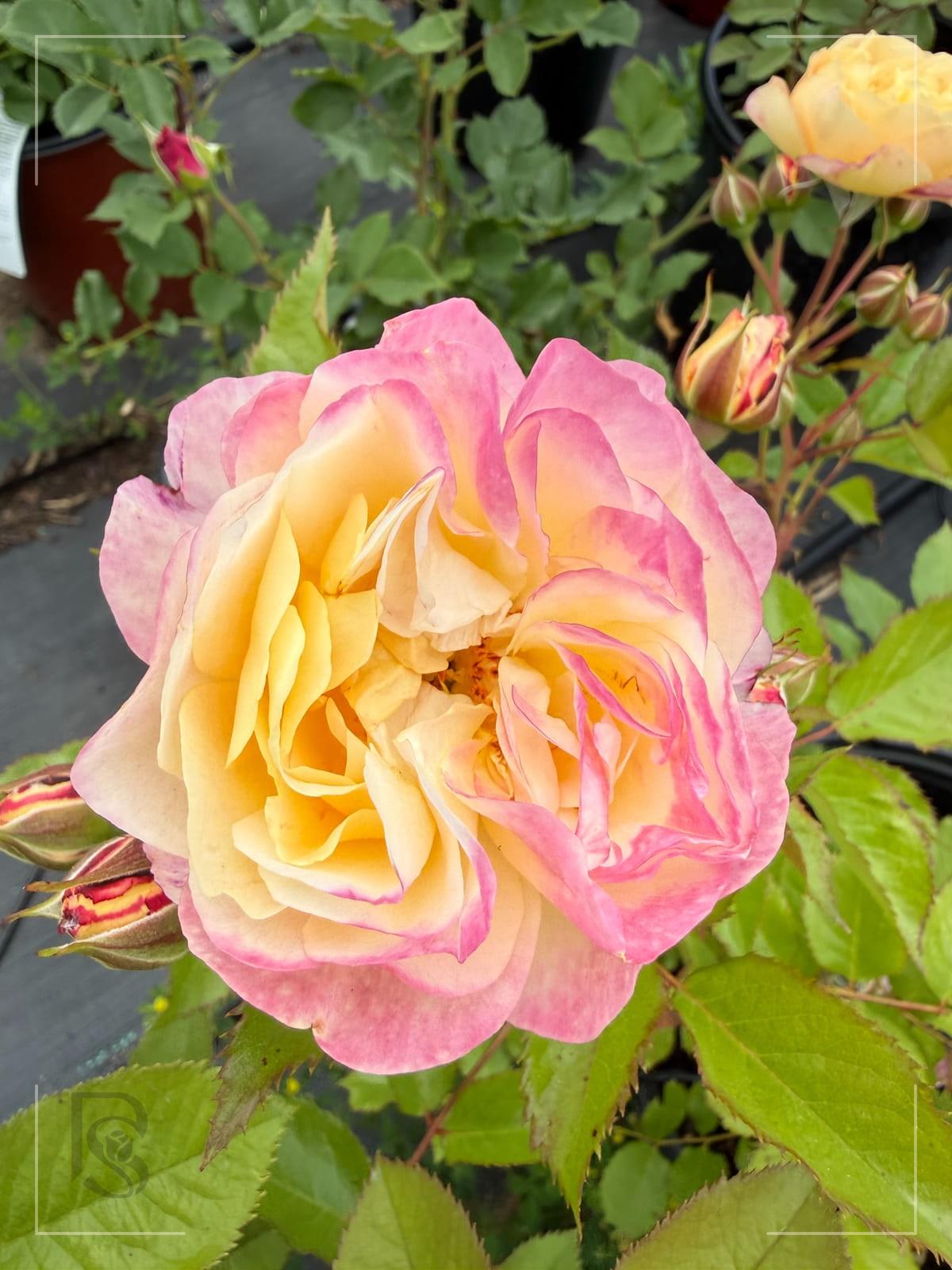 Life Of the Party rose plant from Rosestyle