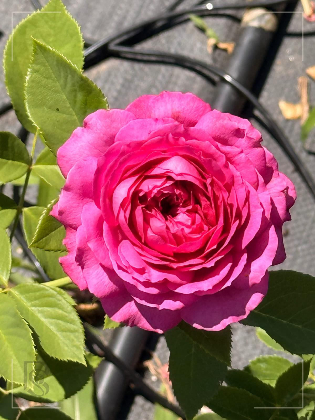 Light Years Away rose plant from Rosestyle
