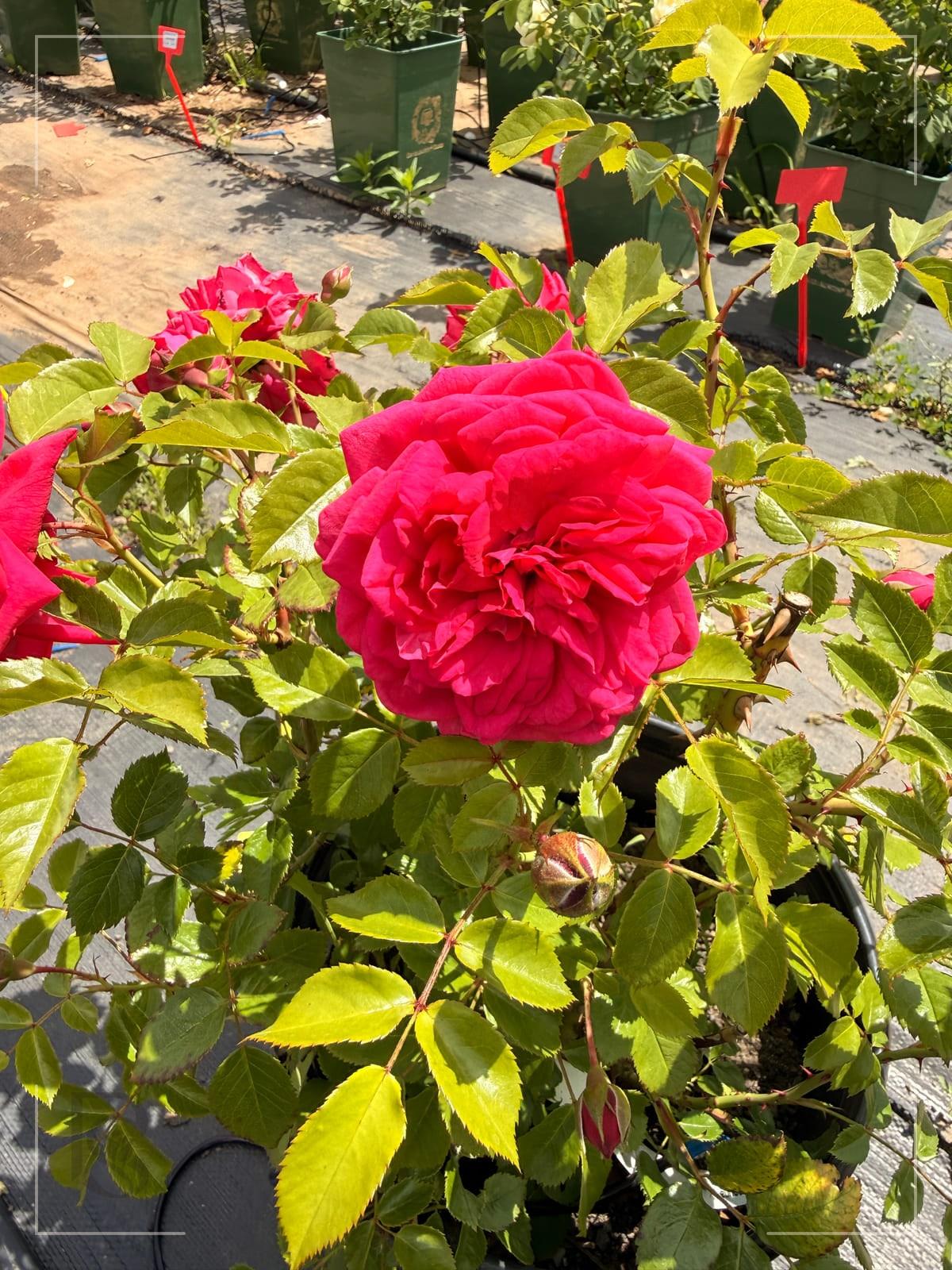 Liv Tyler rose plant from Rosestyle