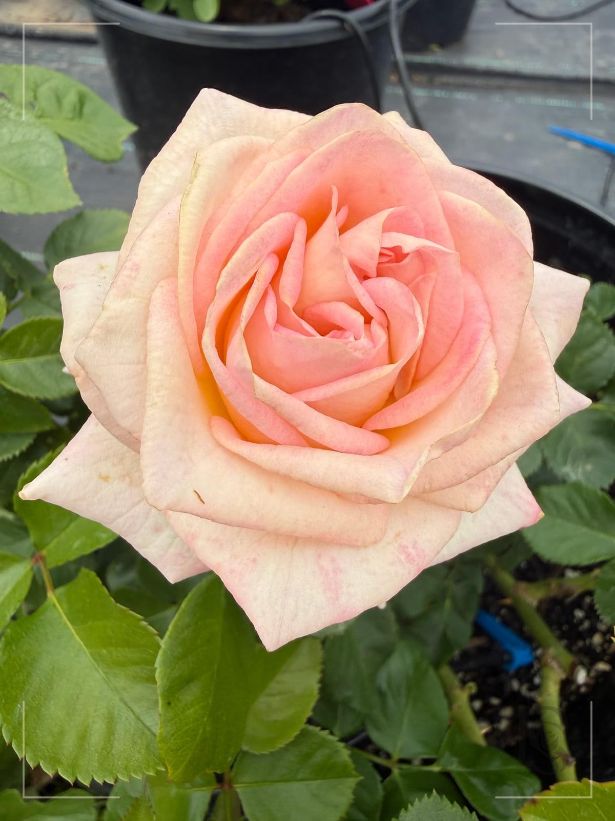 Living Coral™ rose plant from Rosestyle