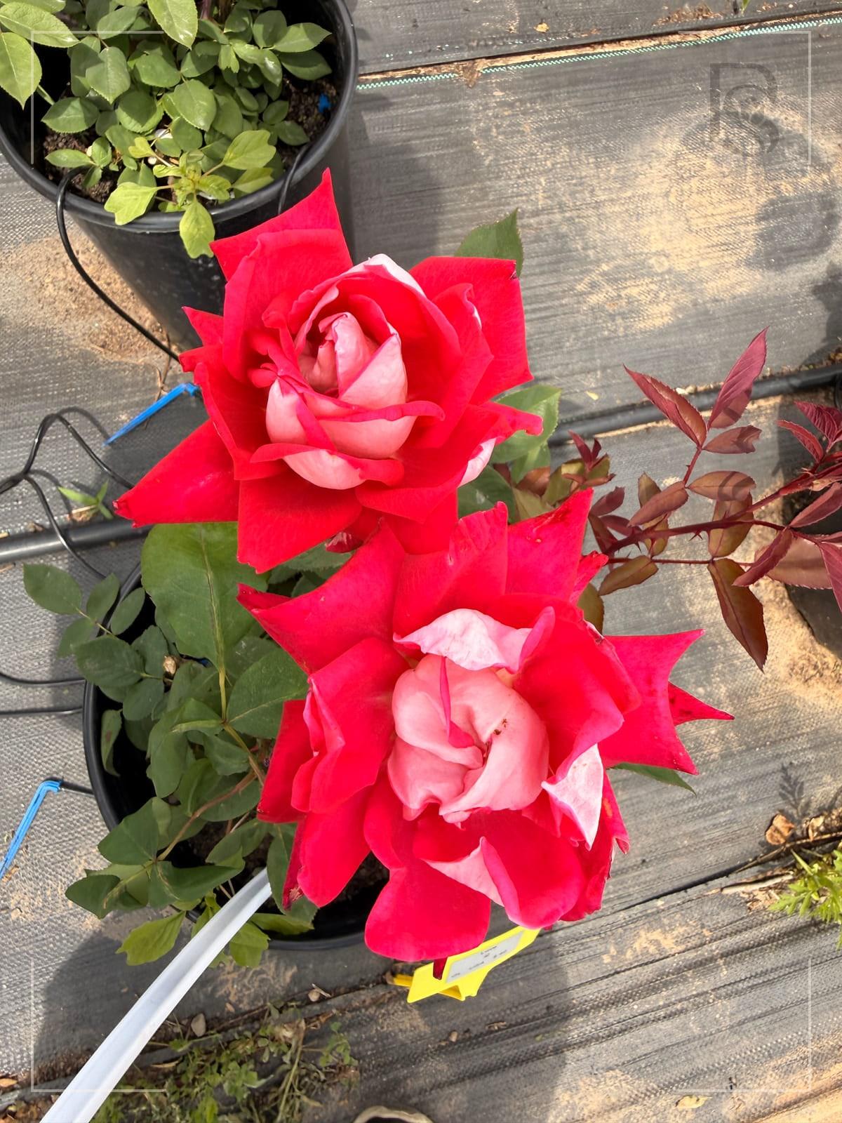 爱 Rosestyle 鲜活玫瑰植株