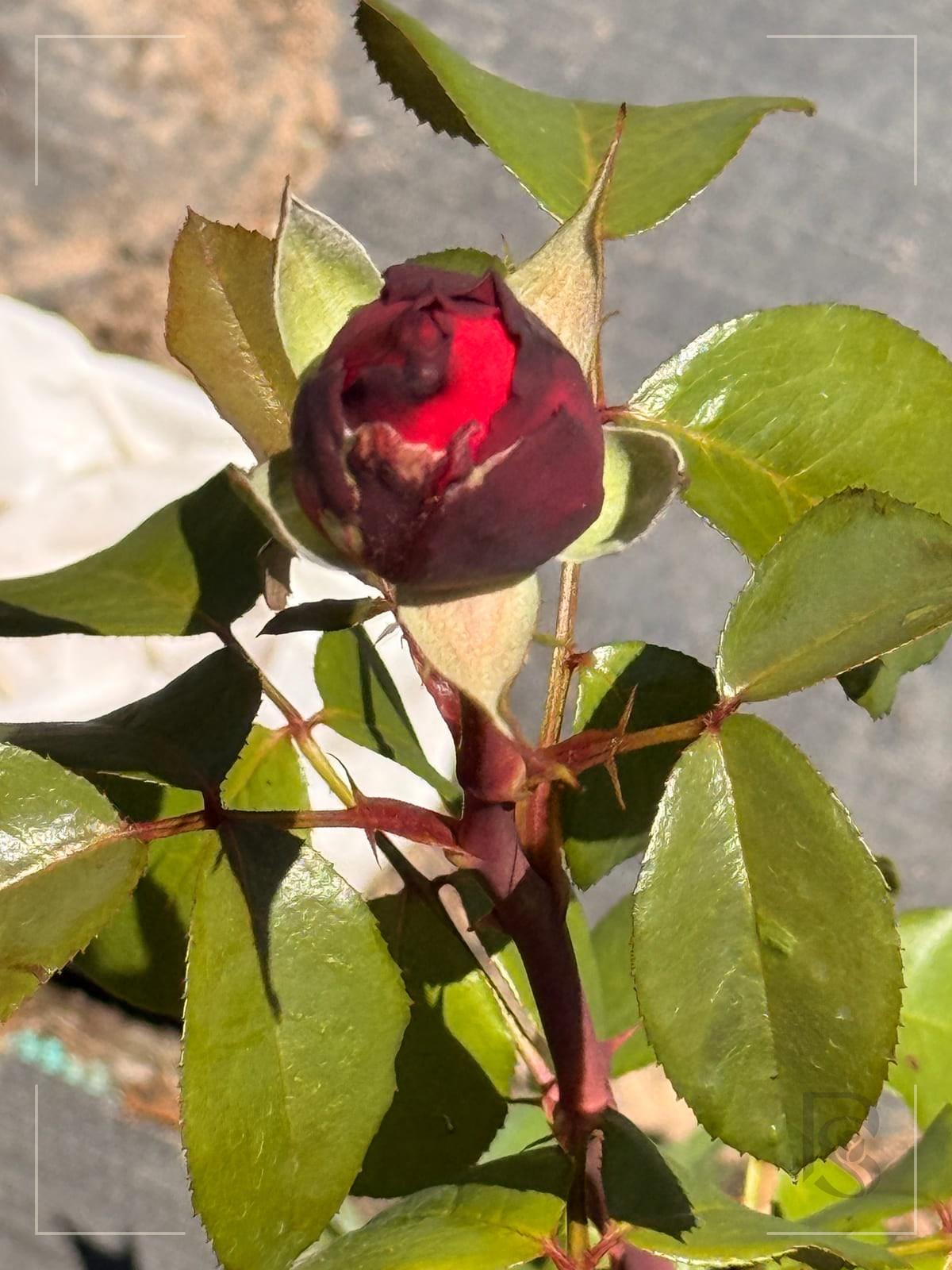 Loves Me, Loves Me Not rose plant from Rosestyle