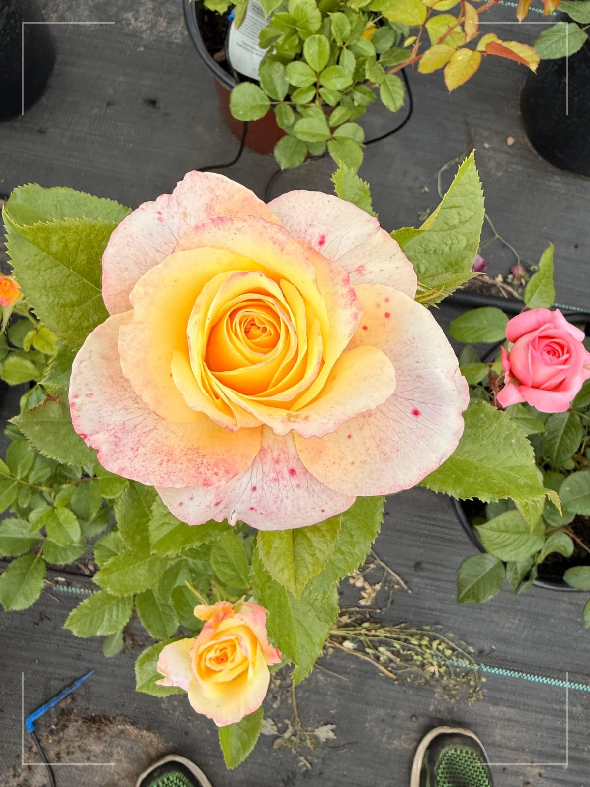 Make Me Blush rose plant from Rosestyle