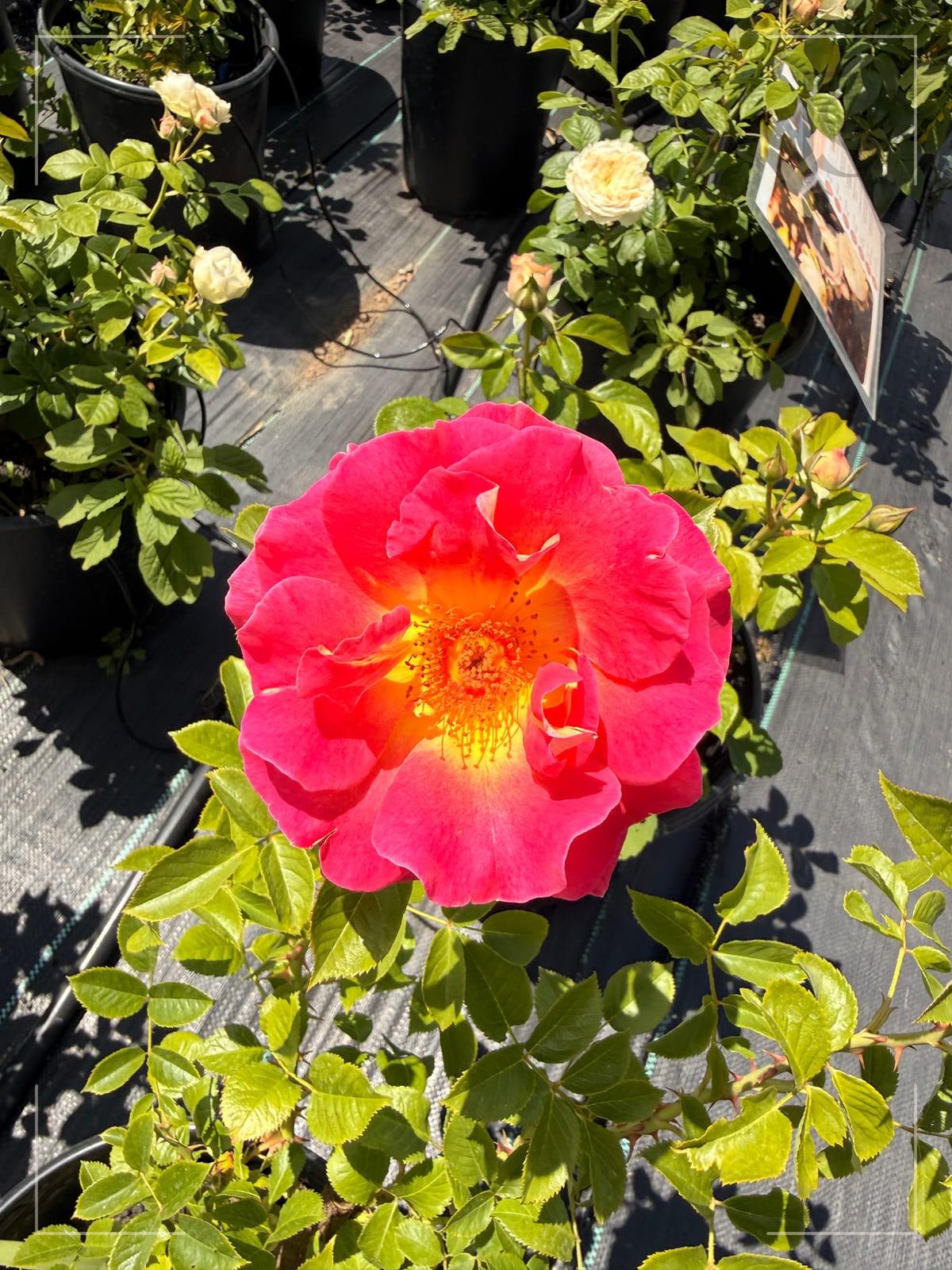 马莱卡 Rosestyle 鲜活玫瑰植株