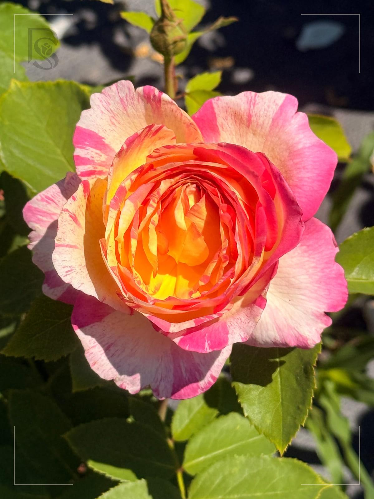 马克夏加尔 Rosestyle 鲜活玫瑰植株