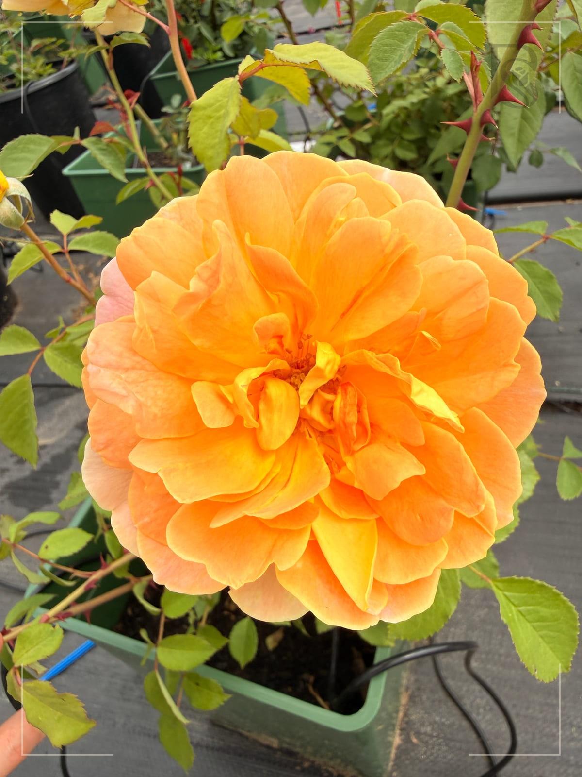 Molineux rose plant from Rosestyle