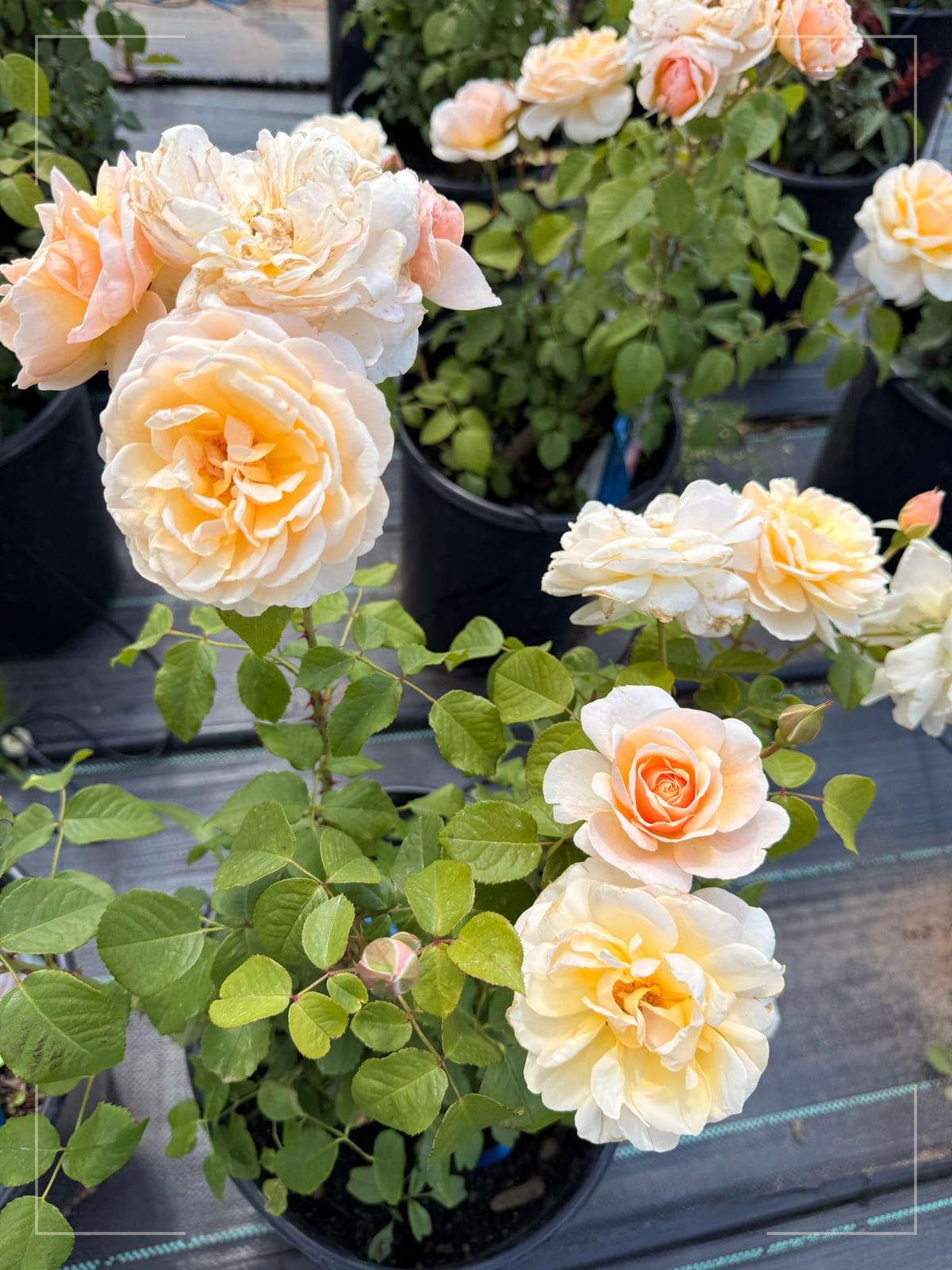 巴黎月光 Rosestyle 鲜活玫瑰植株