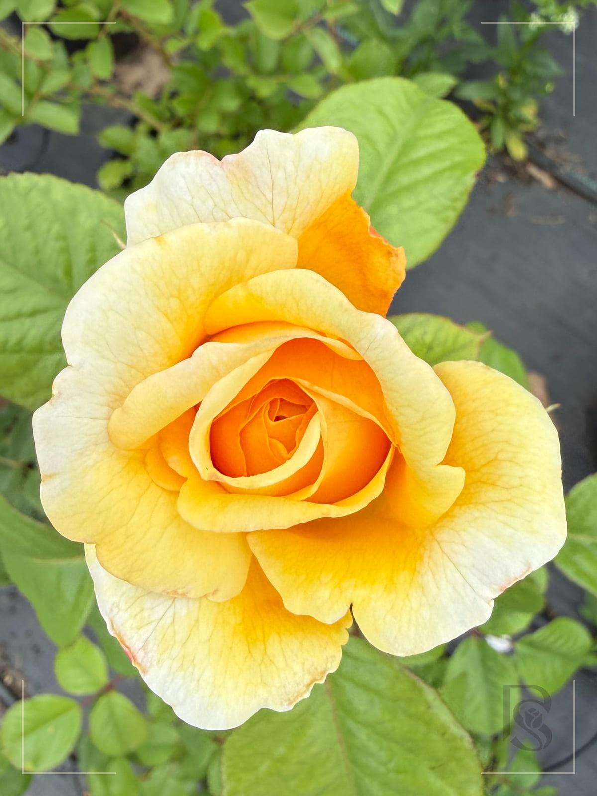 Moonlight Romantic rose plant from Rosestyle