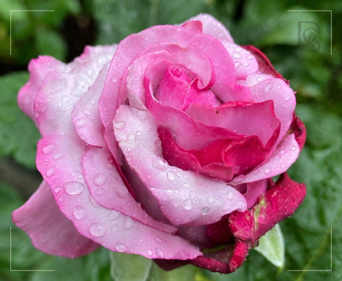 Neptune rose plant from Rosestyle