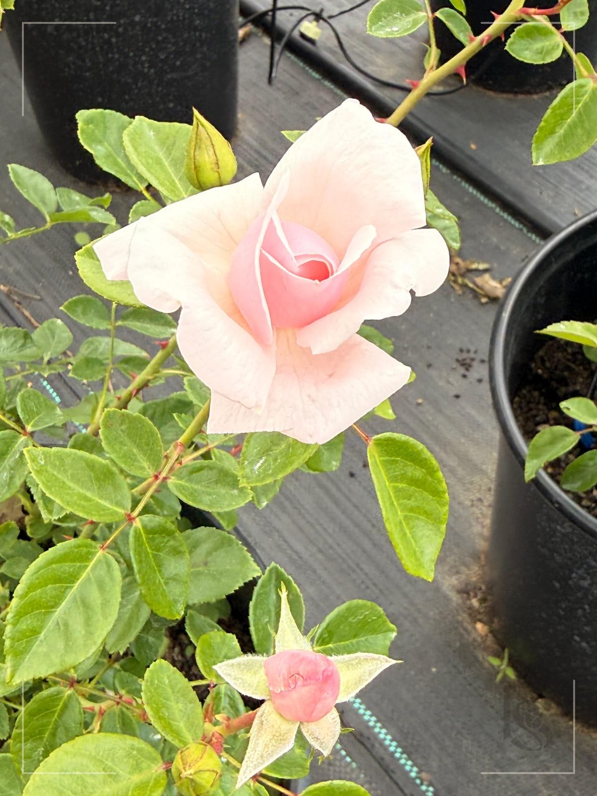 New Dawn rose plant from Rosestyle