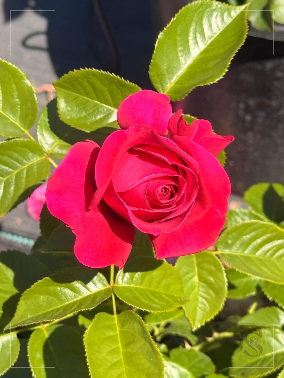 Nothing But Class rose plant from Rosestyle