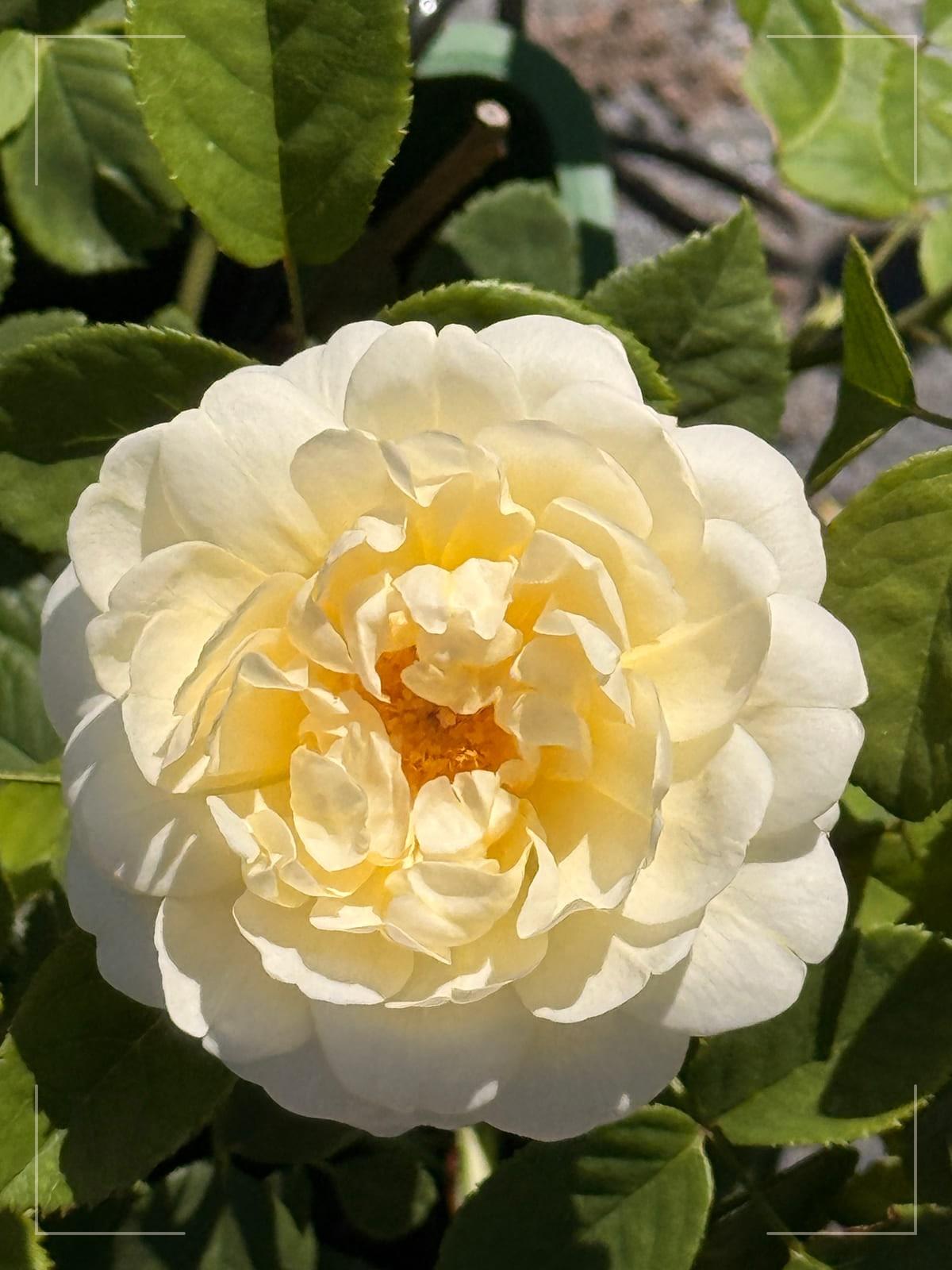 Nye Bevan rose plant from Rosestyle
