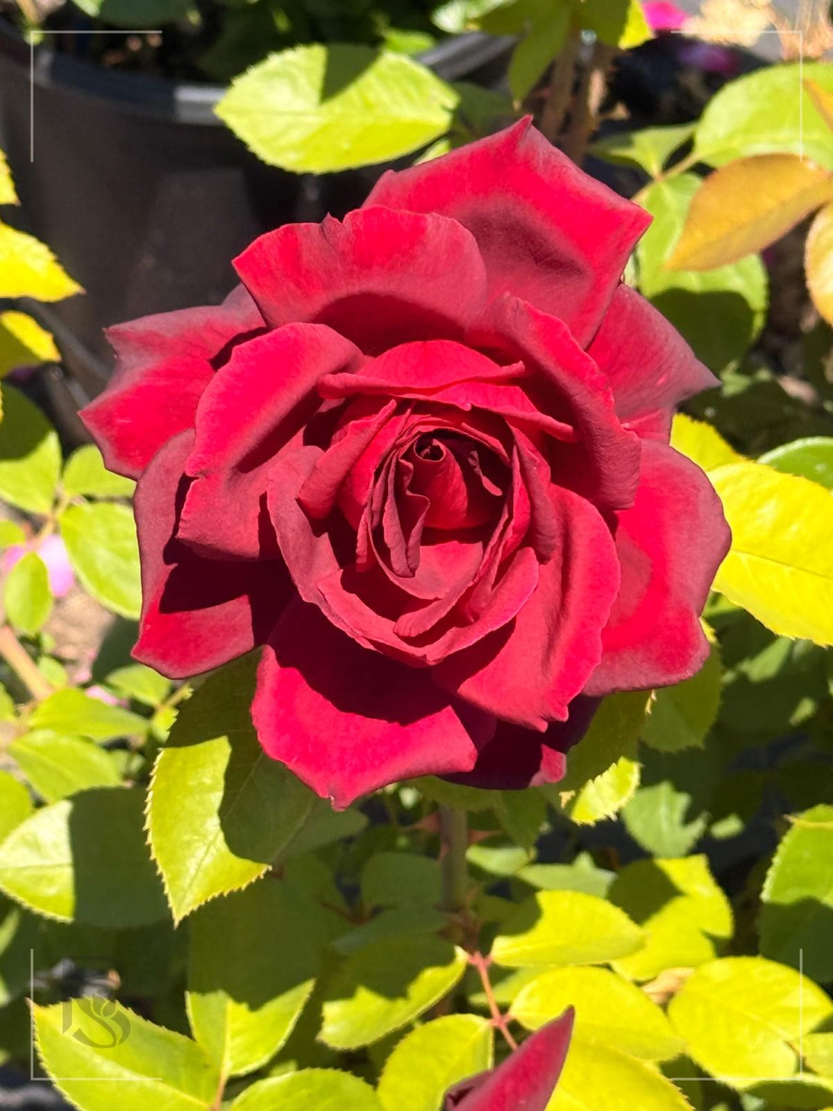Oklahoma rose plant from Rosestyle