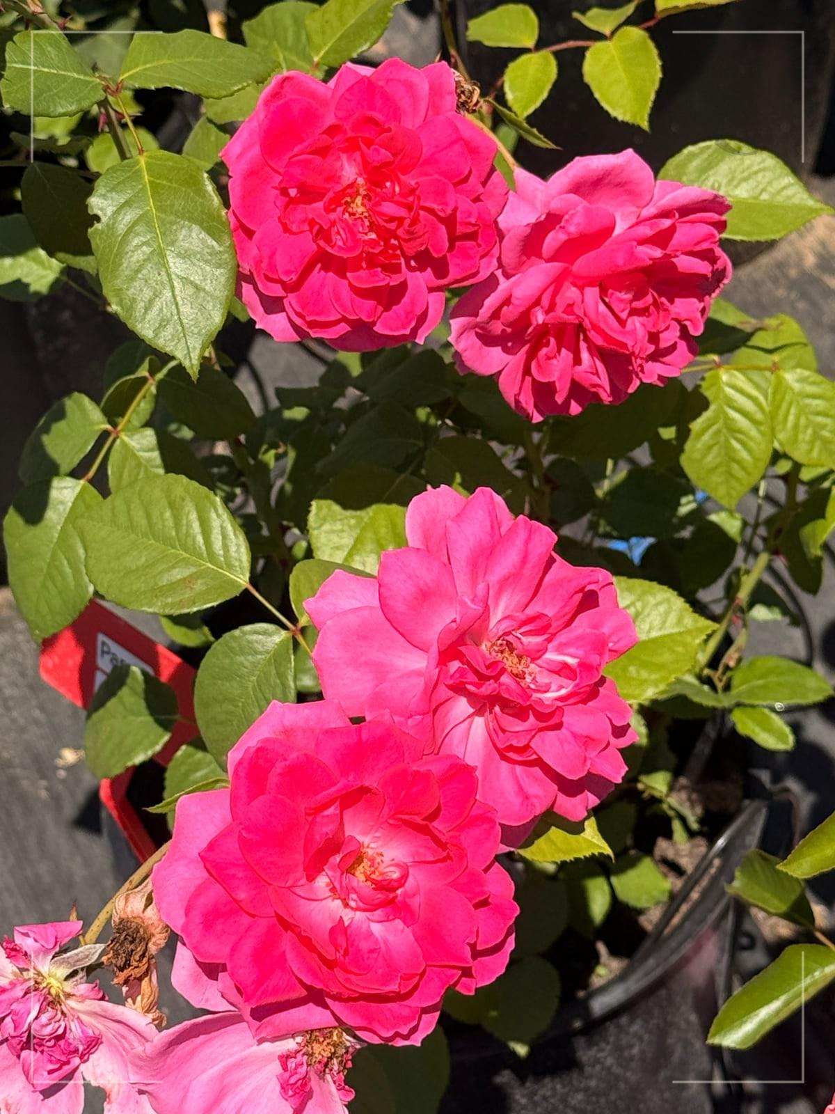 大游行 Rosestyle 鲜活玫瑰植株