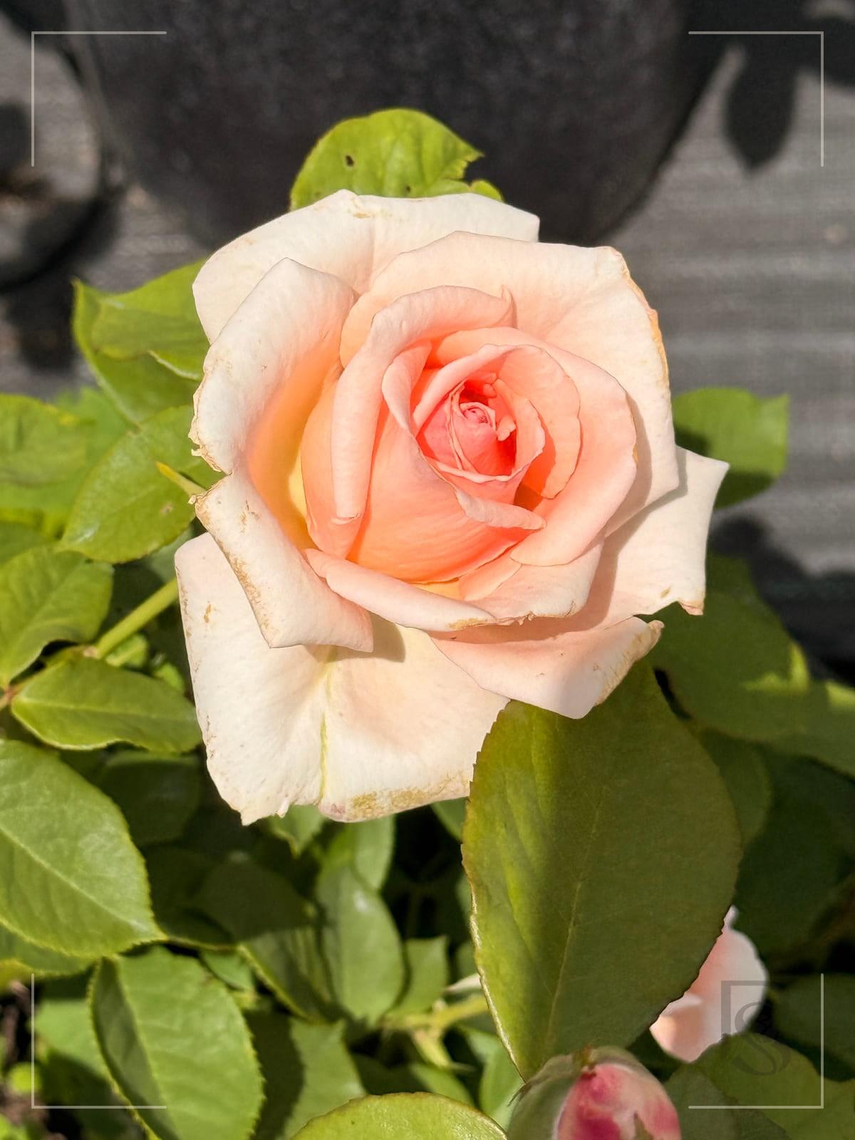 珍珠门 Rosestyle 鲜活玫瑰植株