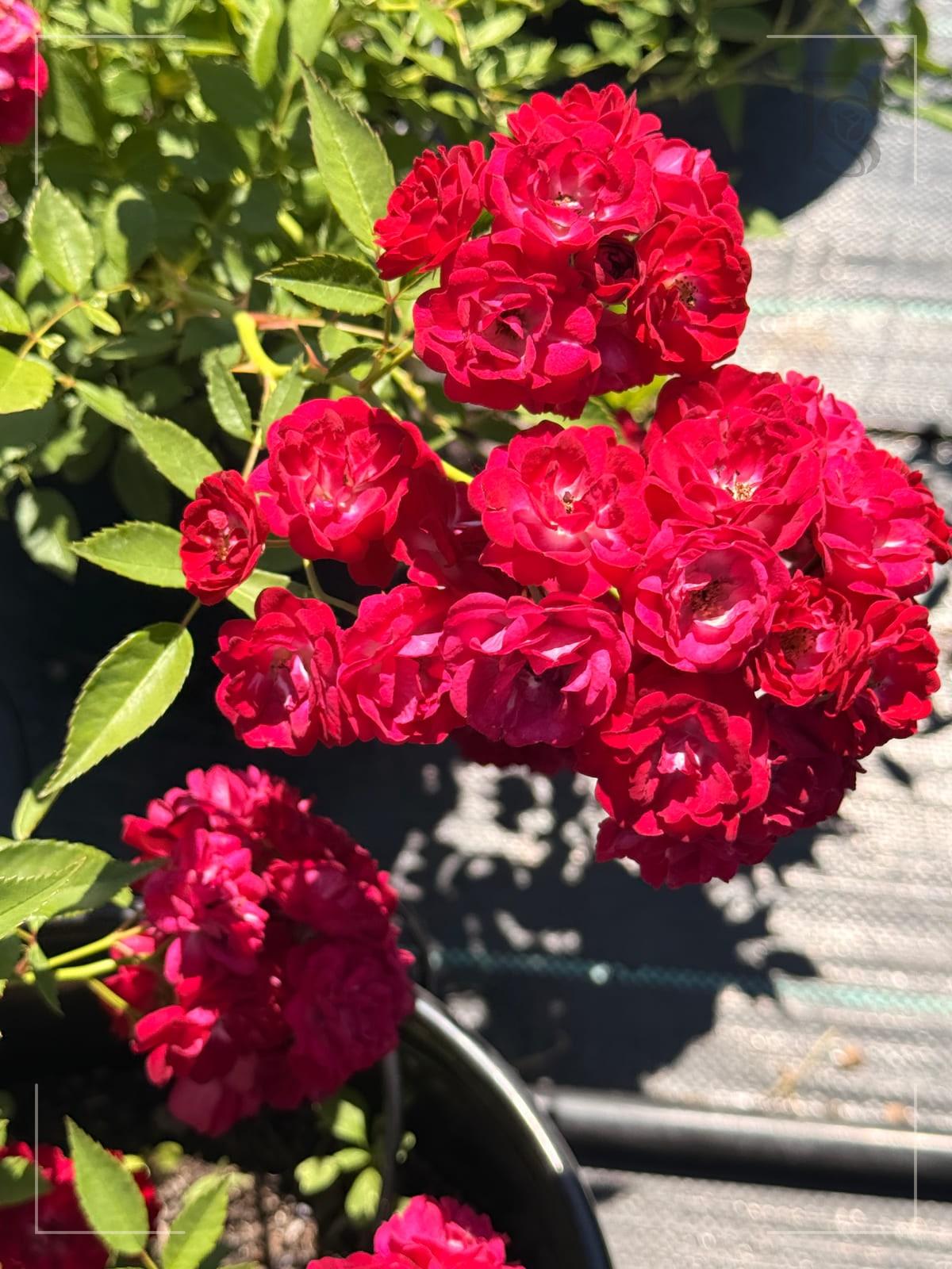 四季多米诺 Rosestyle 鲜活玫瑰植株