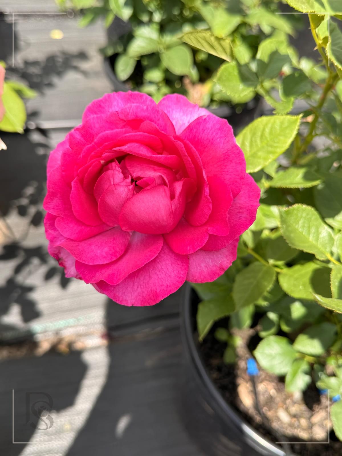 Perfume Factory rose plant from Rosestyle