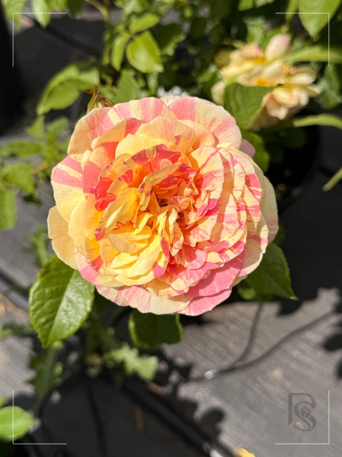 波普艺术 Rosestyle 鲜活玫瑰植株