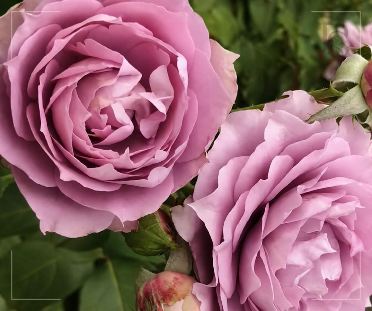 波塞冬 （诺瓦利斯） Rosestyle 鲜活玫瑰植株