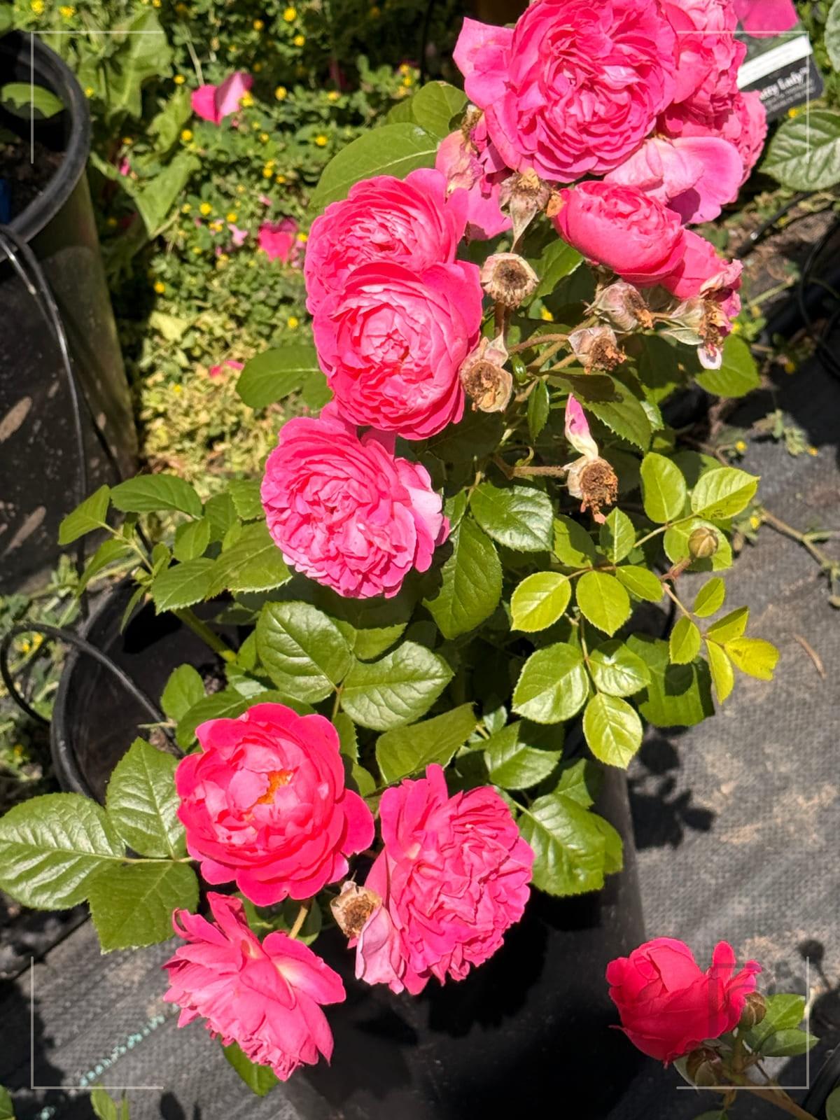 Powerpuff pink rose plant from Rosestyle
