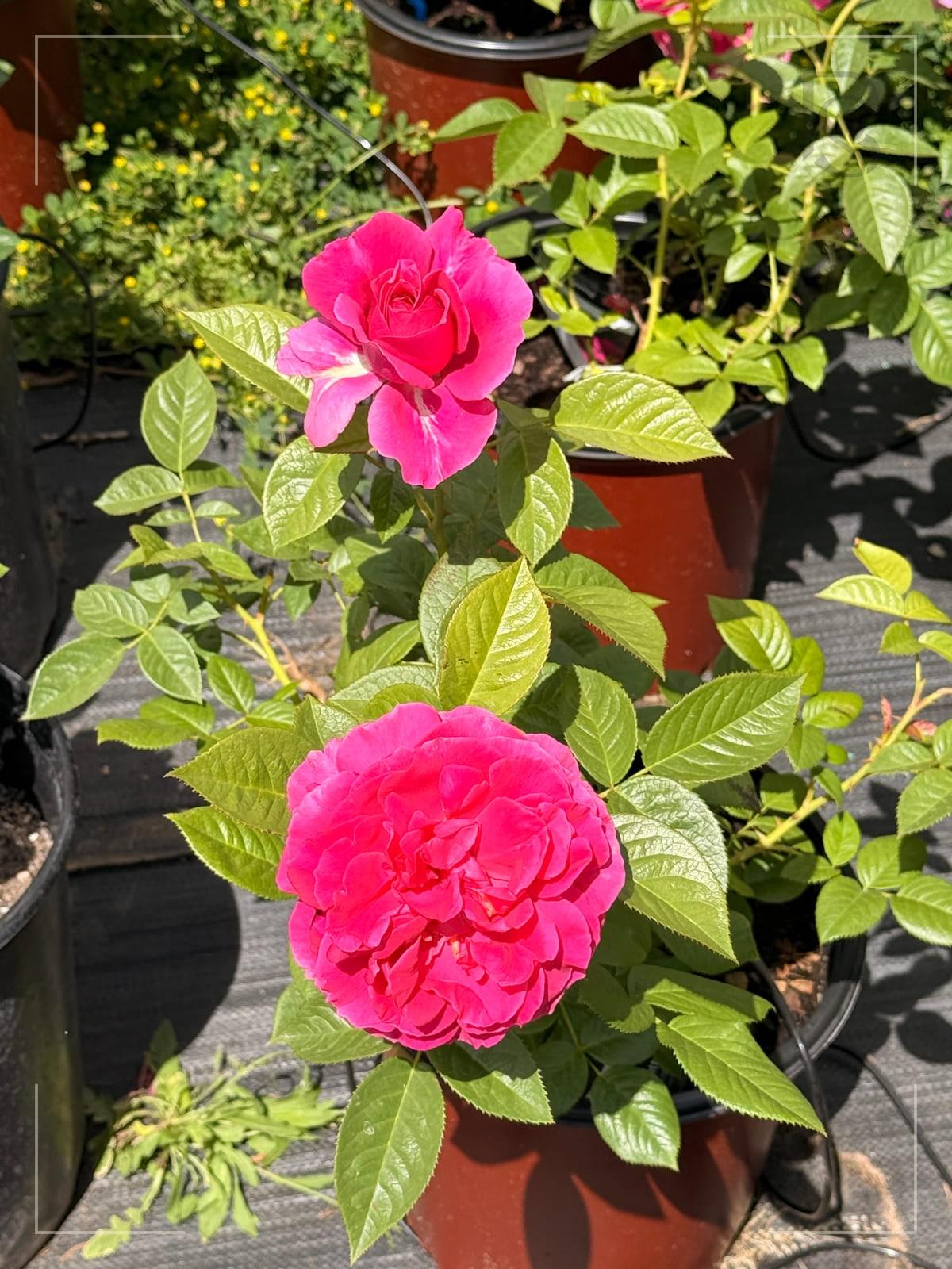 Pretty Lady rose plant from Rosestyle