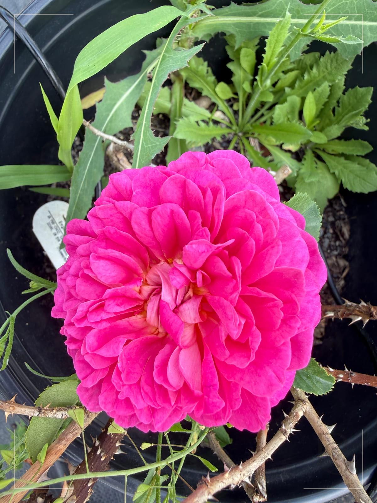 Princess Anne rose plant from Rosestyle