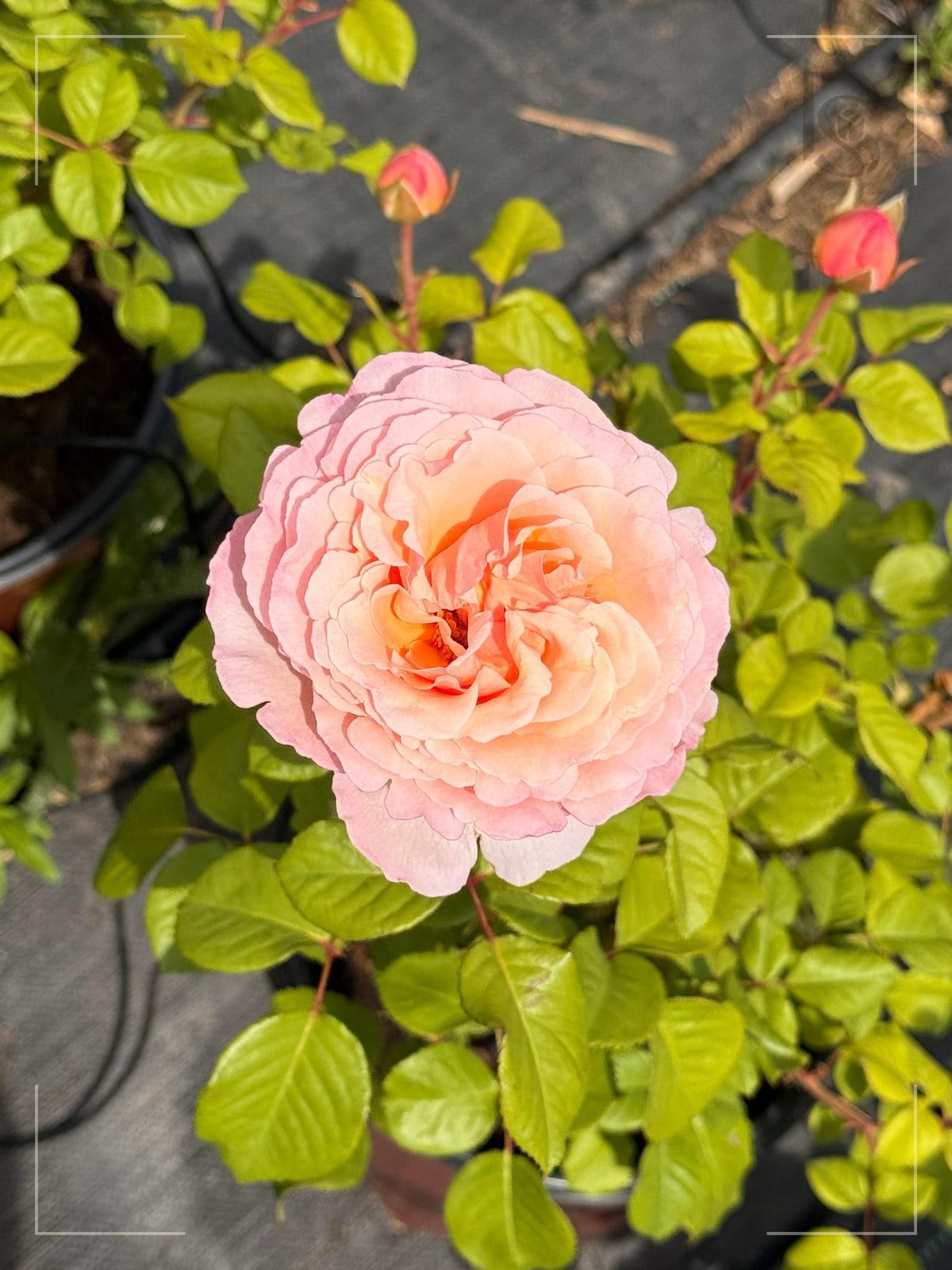 Princessa Charlene de Monaco rose plant from Rosestyle