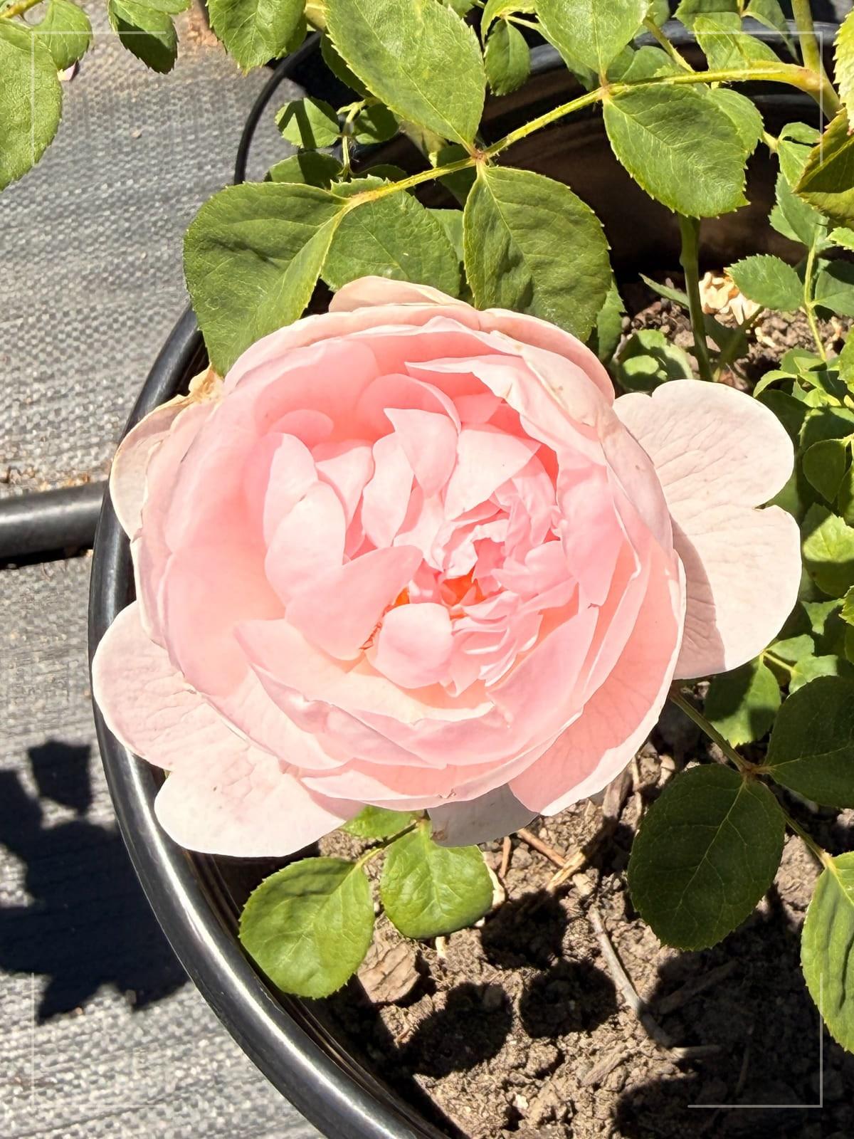 Queen of Sweden rose plant from Rosestyle