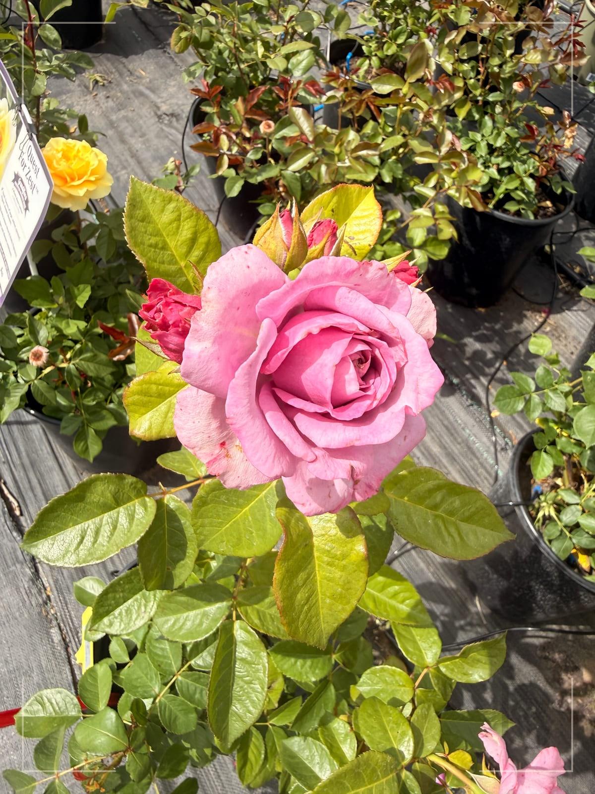快银 Rosestyle 鲜活玫瑰植株
