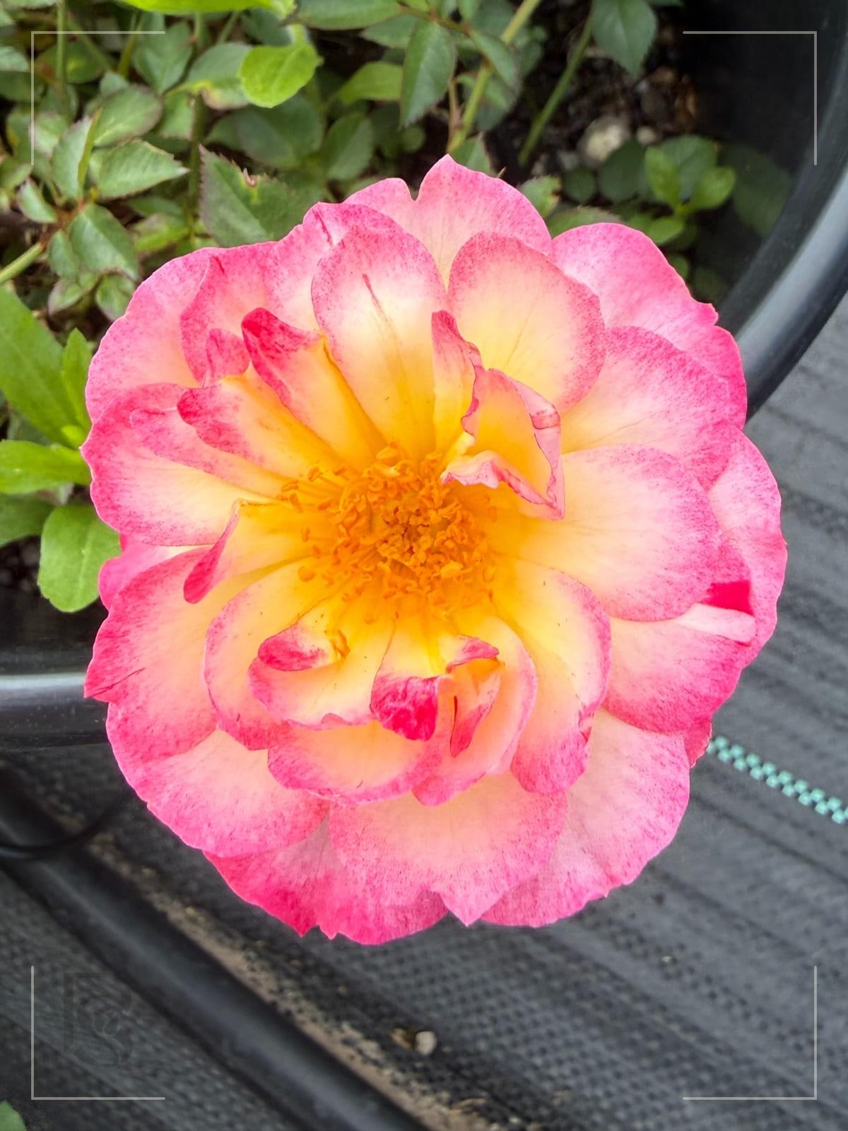 Rainbow Happy Trails rose plant from Rosestyle