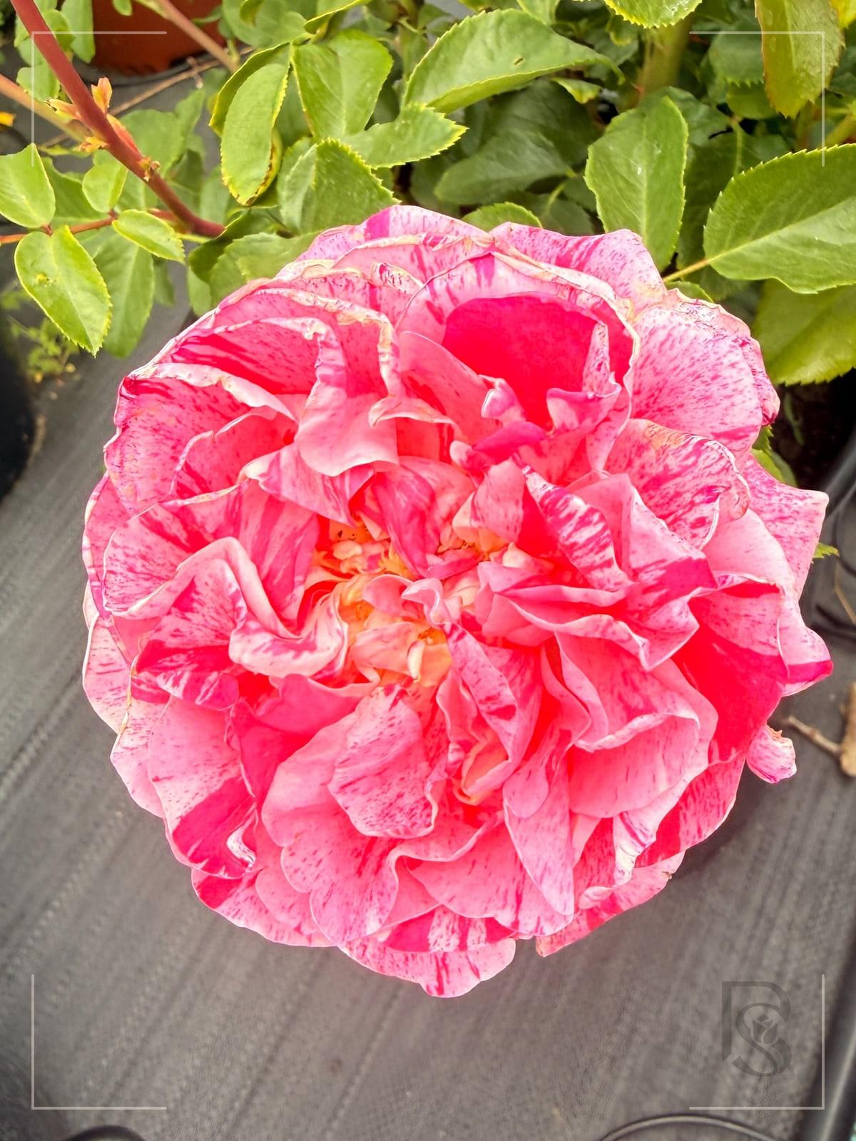 伊蕾莎斯特 Rosestyle 鲜活玫瑰植株