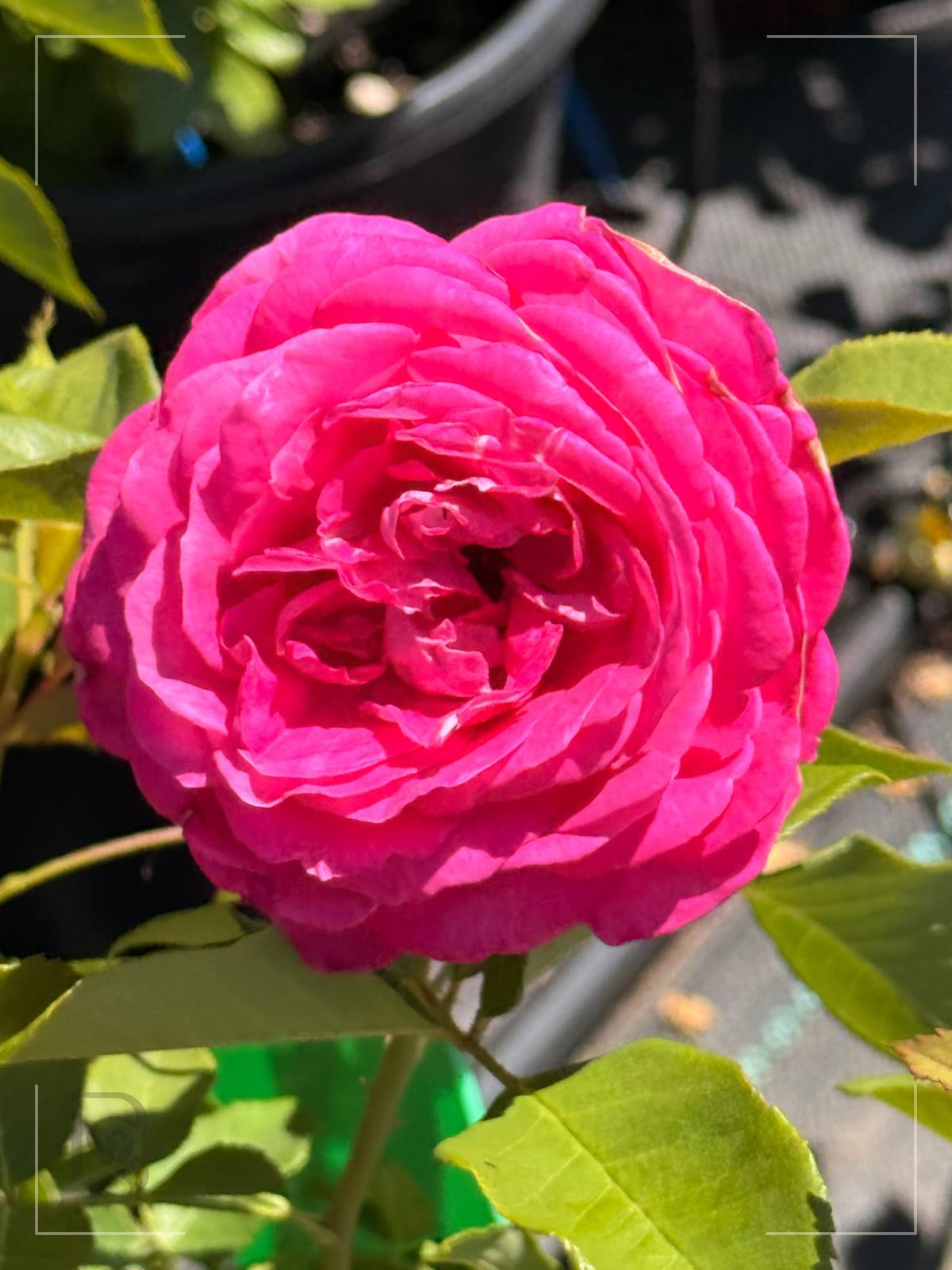 树莓蛋糕 Rosestyle 鲜活玫瑰植株