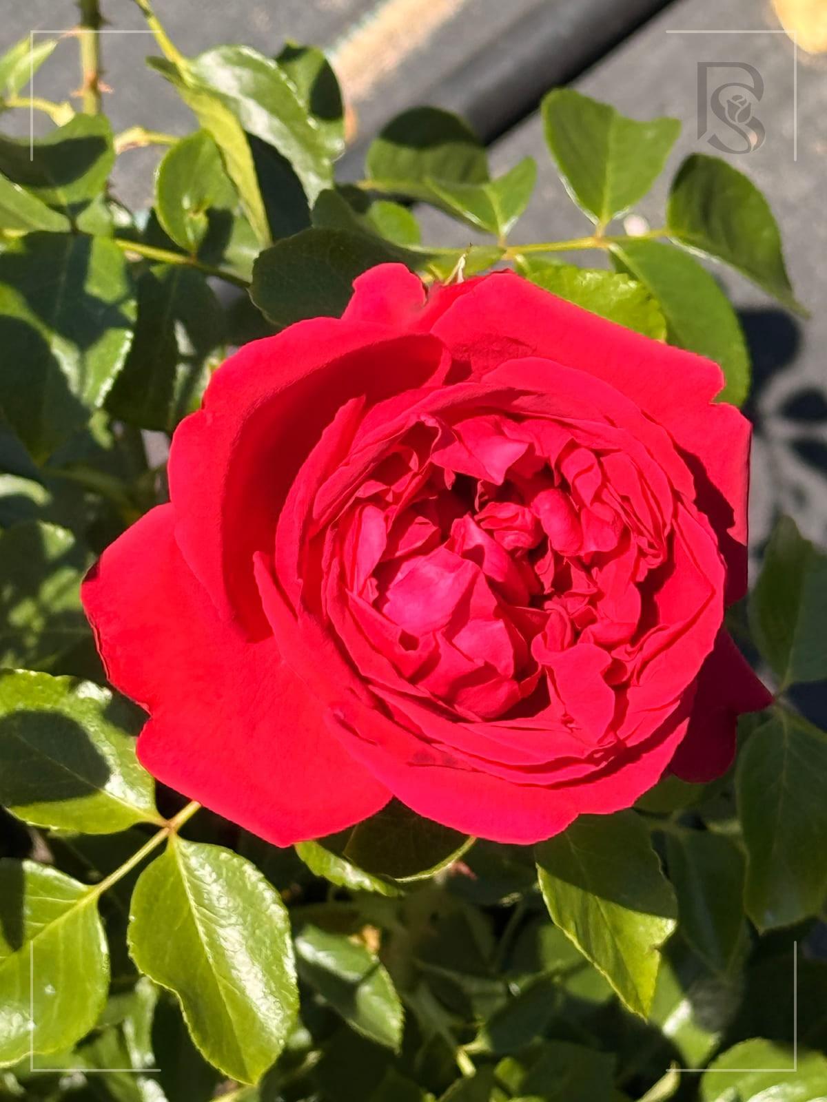 Red Eden Climber rose plant from Rosestyle
