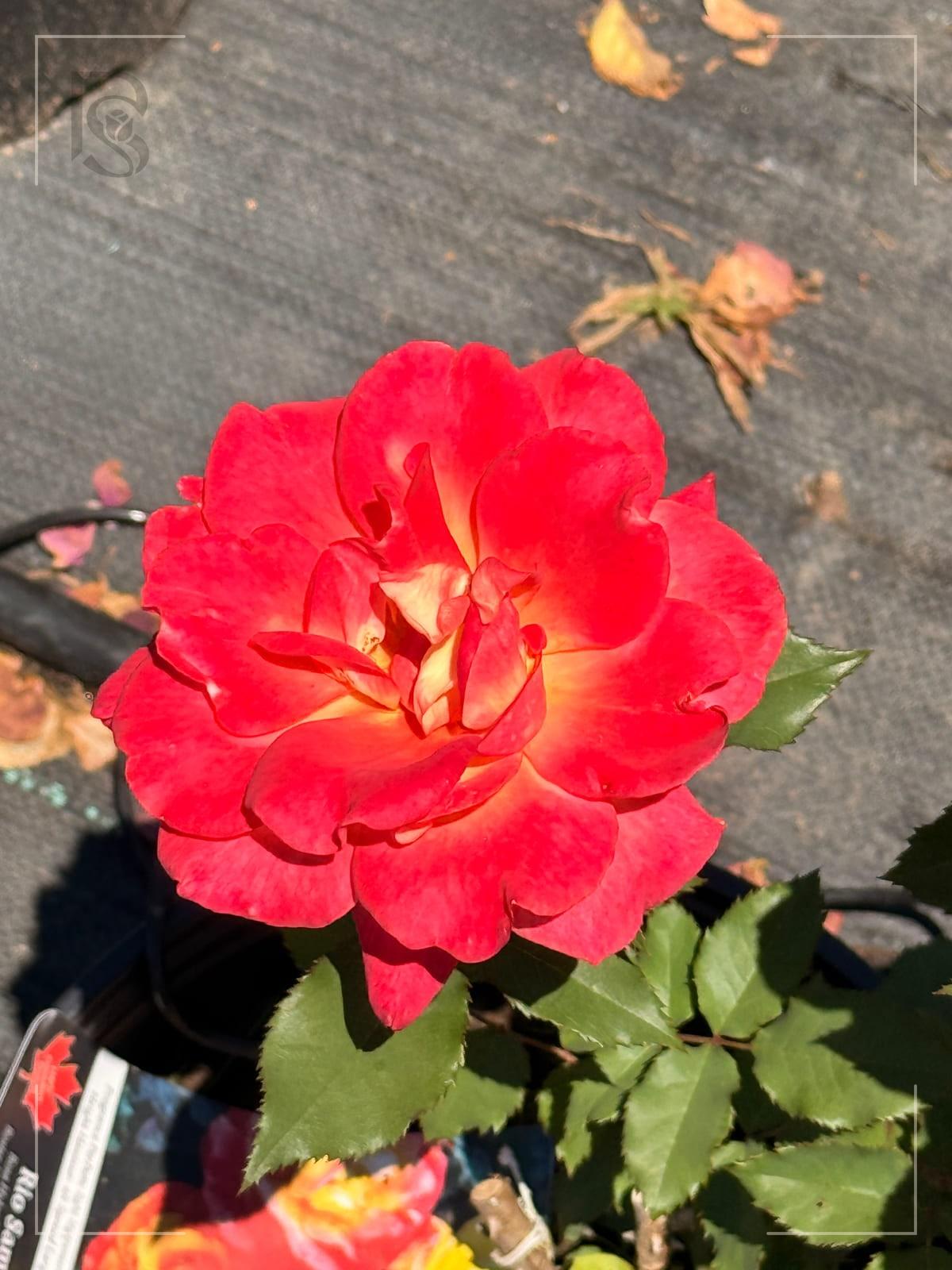 Rio Samba rose plant from Rosestyle