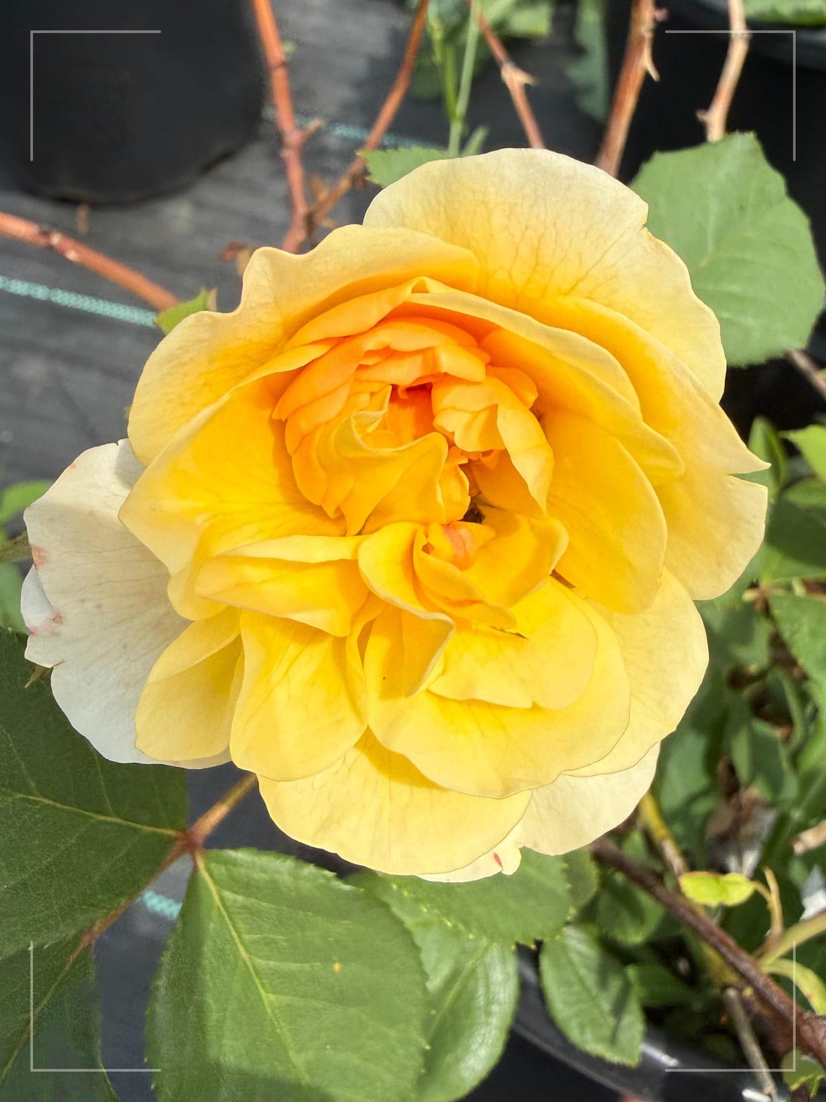 罗尔德 达尔 Rosestyle 鲜活玫瑰植株
