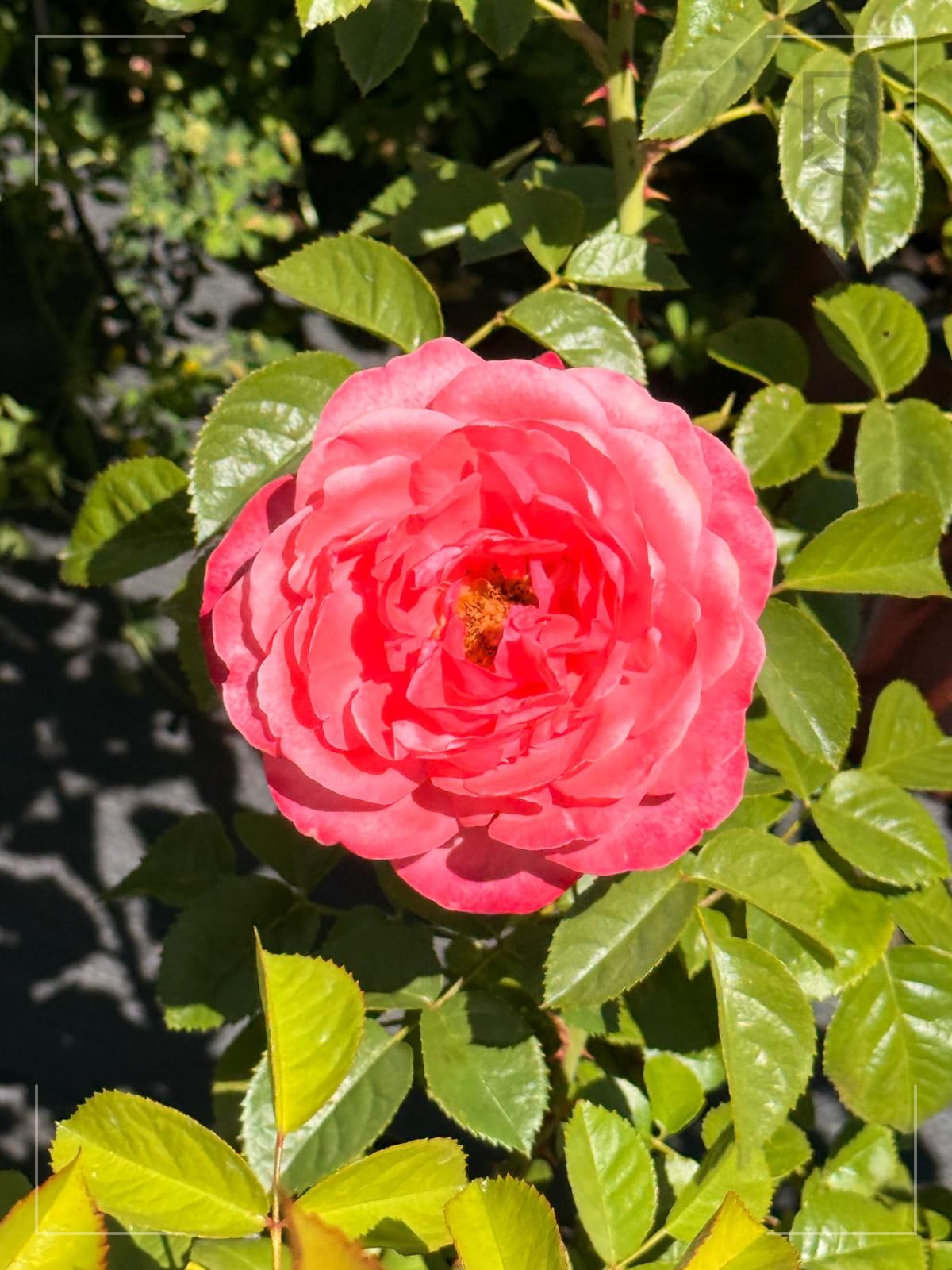 Rosanna rose plant from Rosestyle