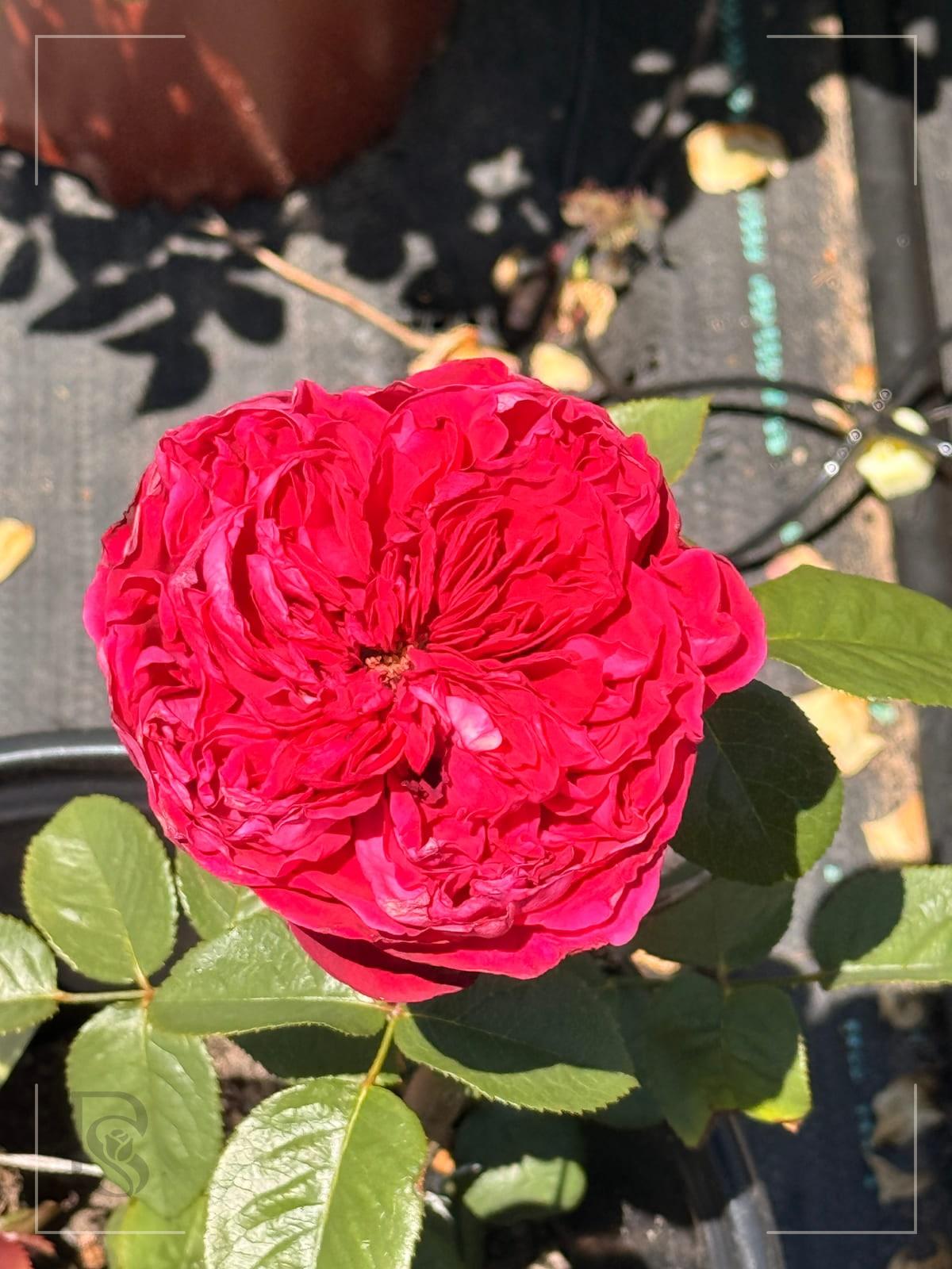 皇家胭脂 Rosestyle 鲜活玫瑰植株