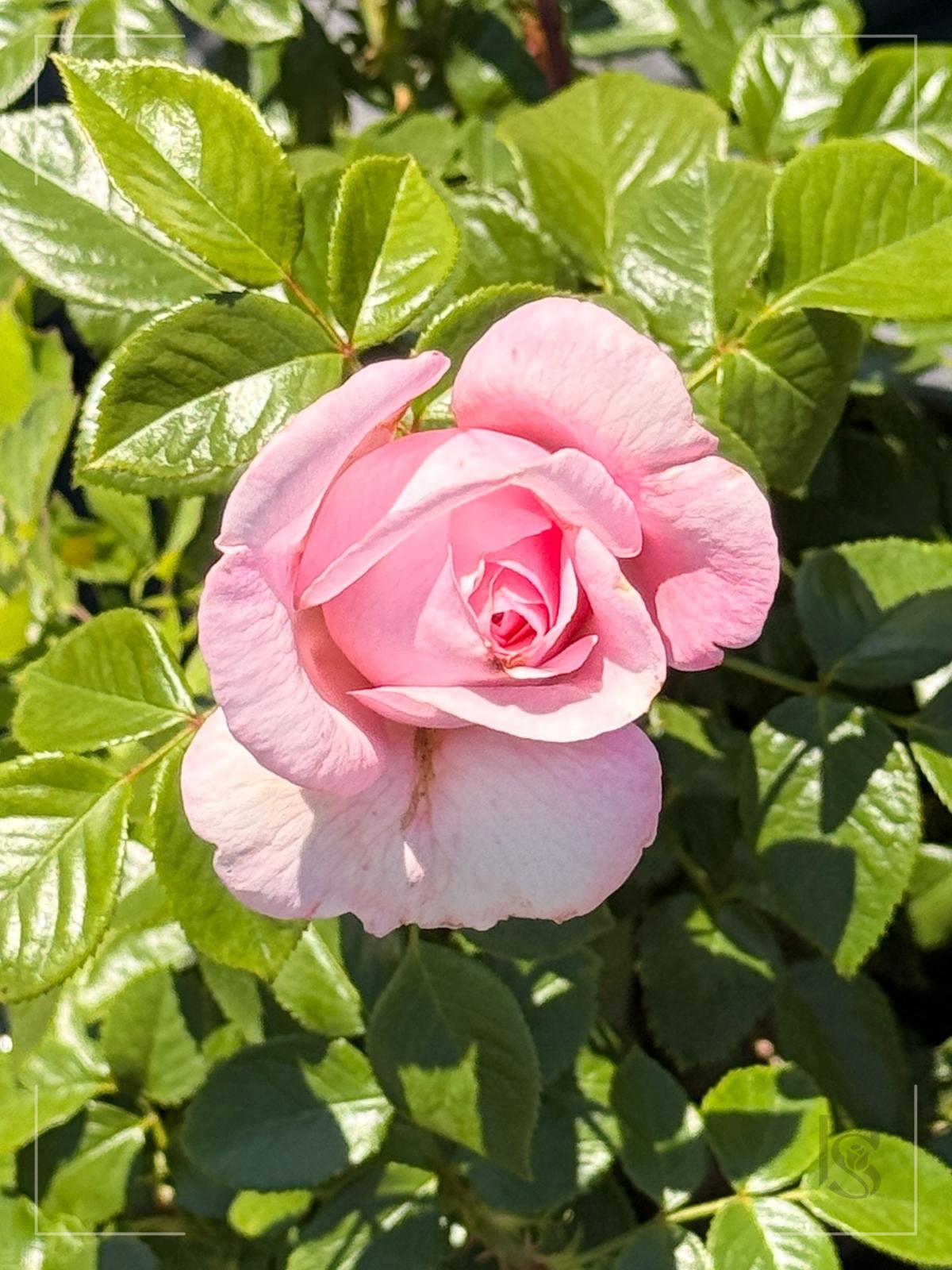 圣奥诺雷 Rosestyle 鲜活玫瑰植株