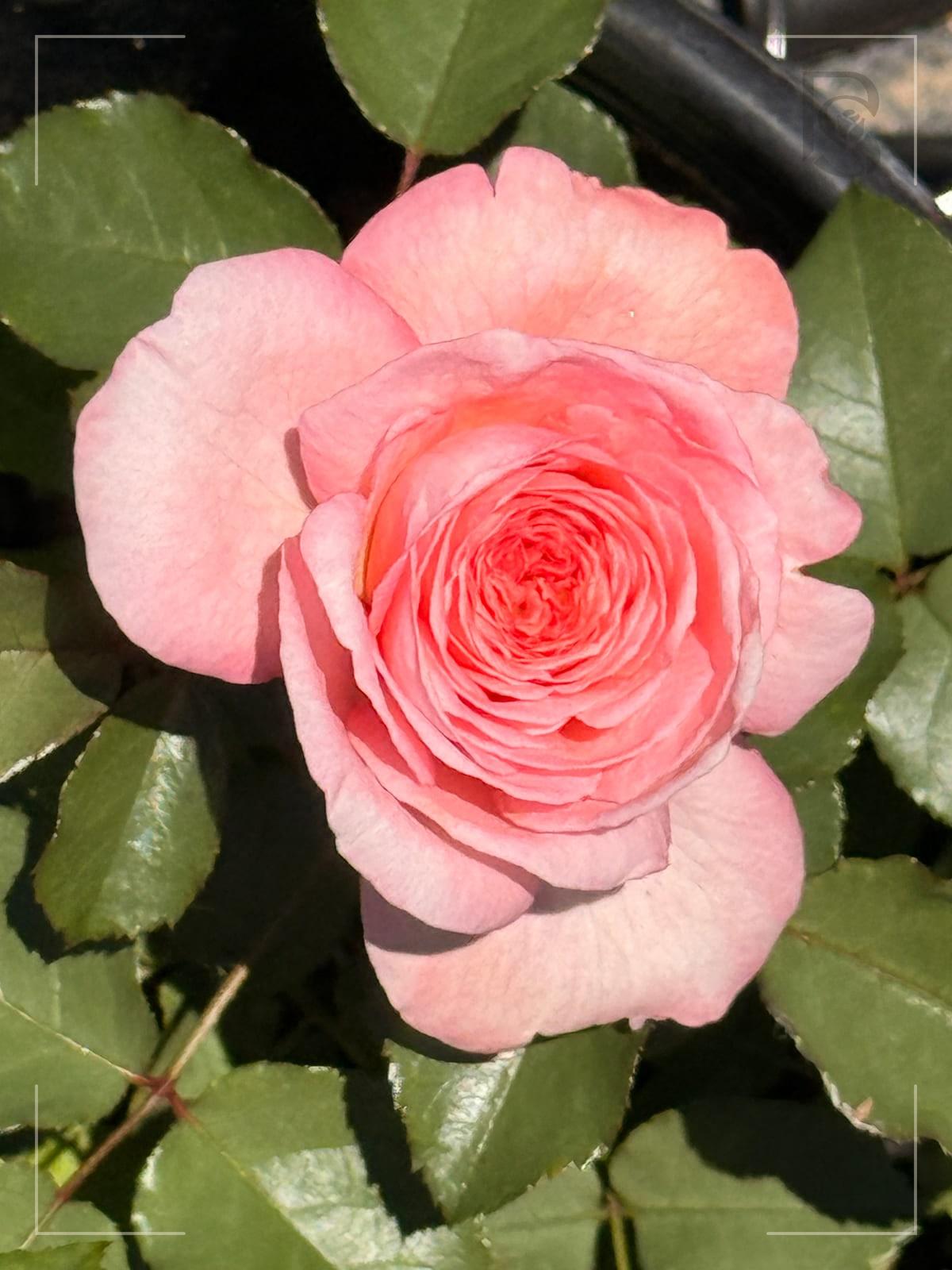 萨凡纳 Rosestyle 鲜活玫瑰植株