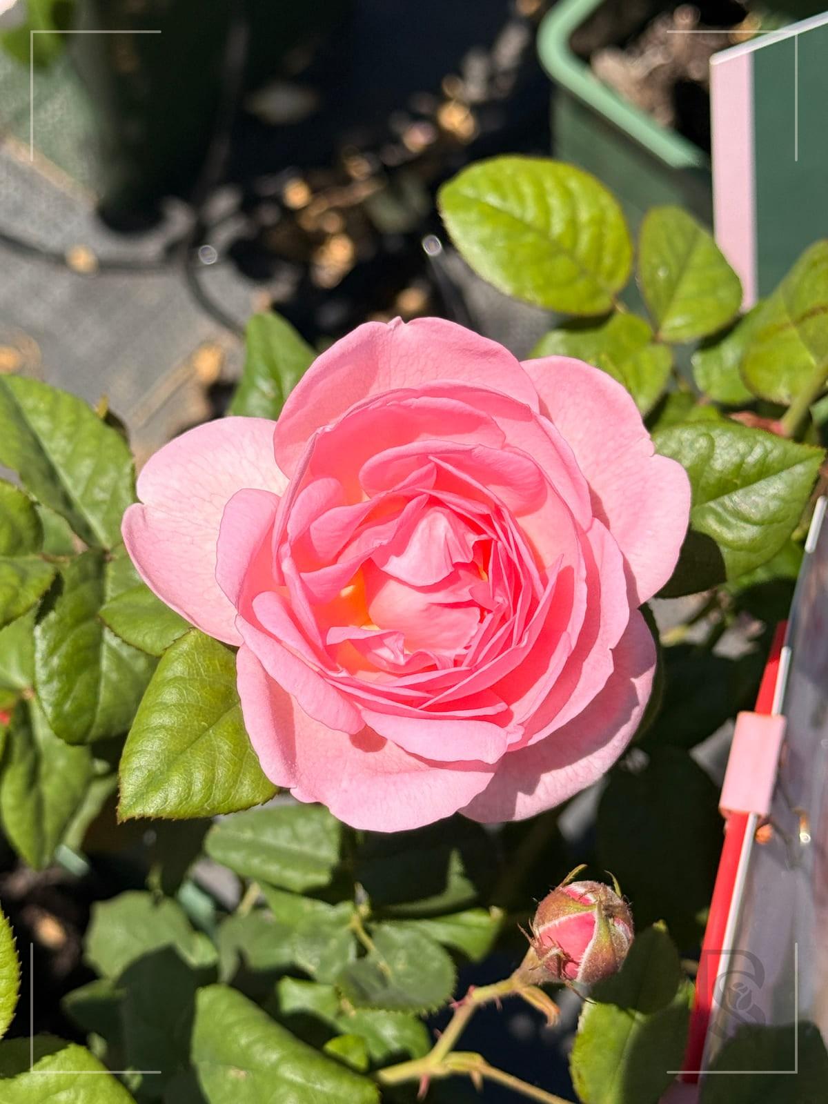 Scepter'd Isle rose plant from Rosestyle
