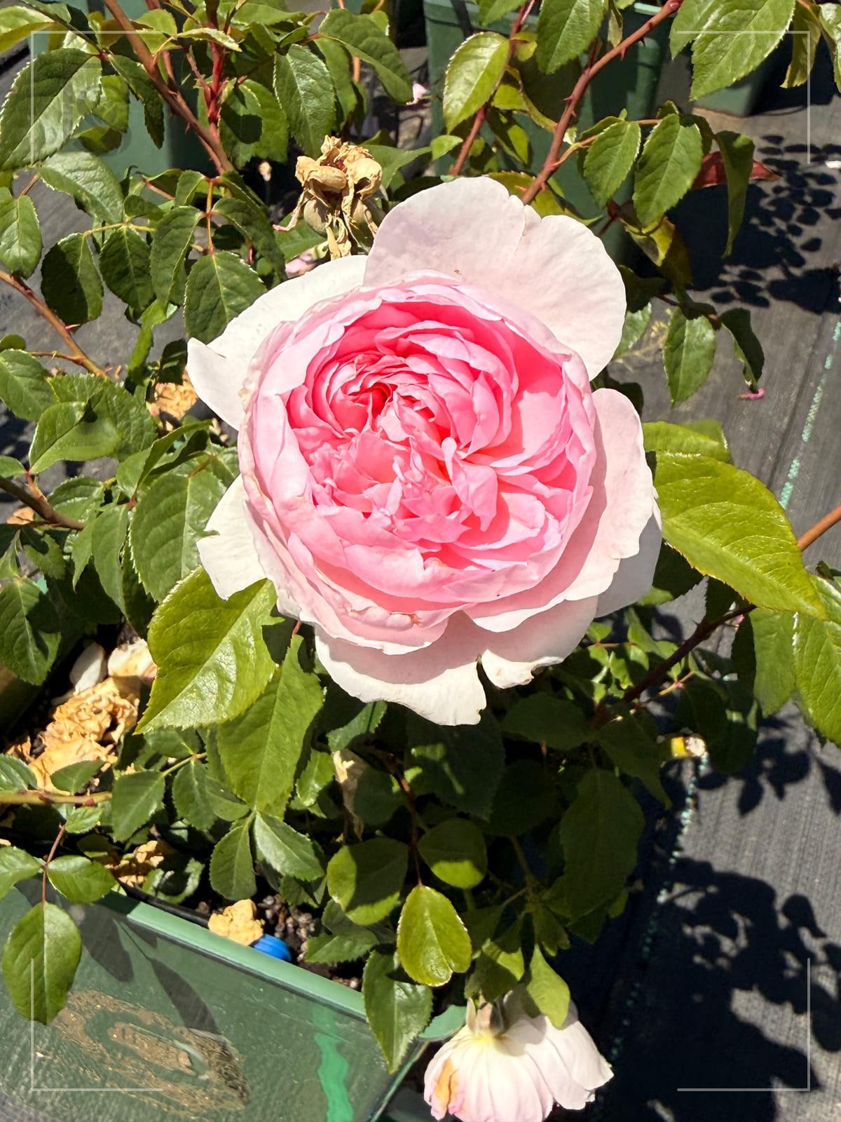 织工马南 Rosestyle 鲜活玫瑰植株