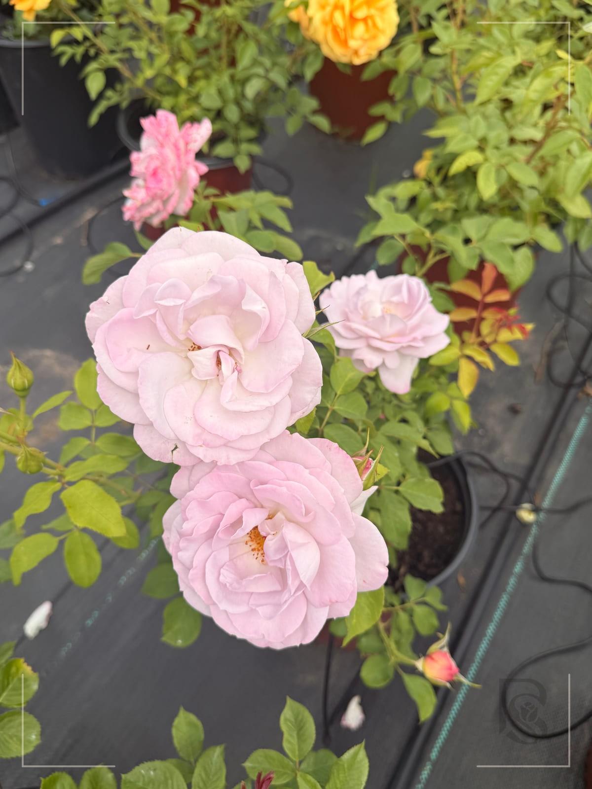 银色衬裙 Rosestyle 鲜活玫瑰植株
