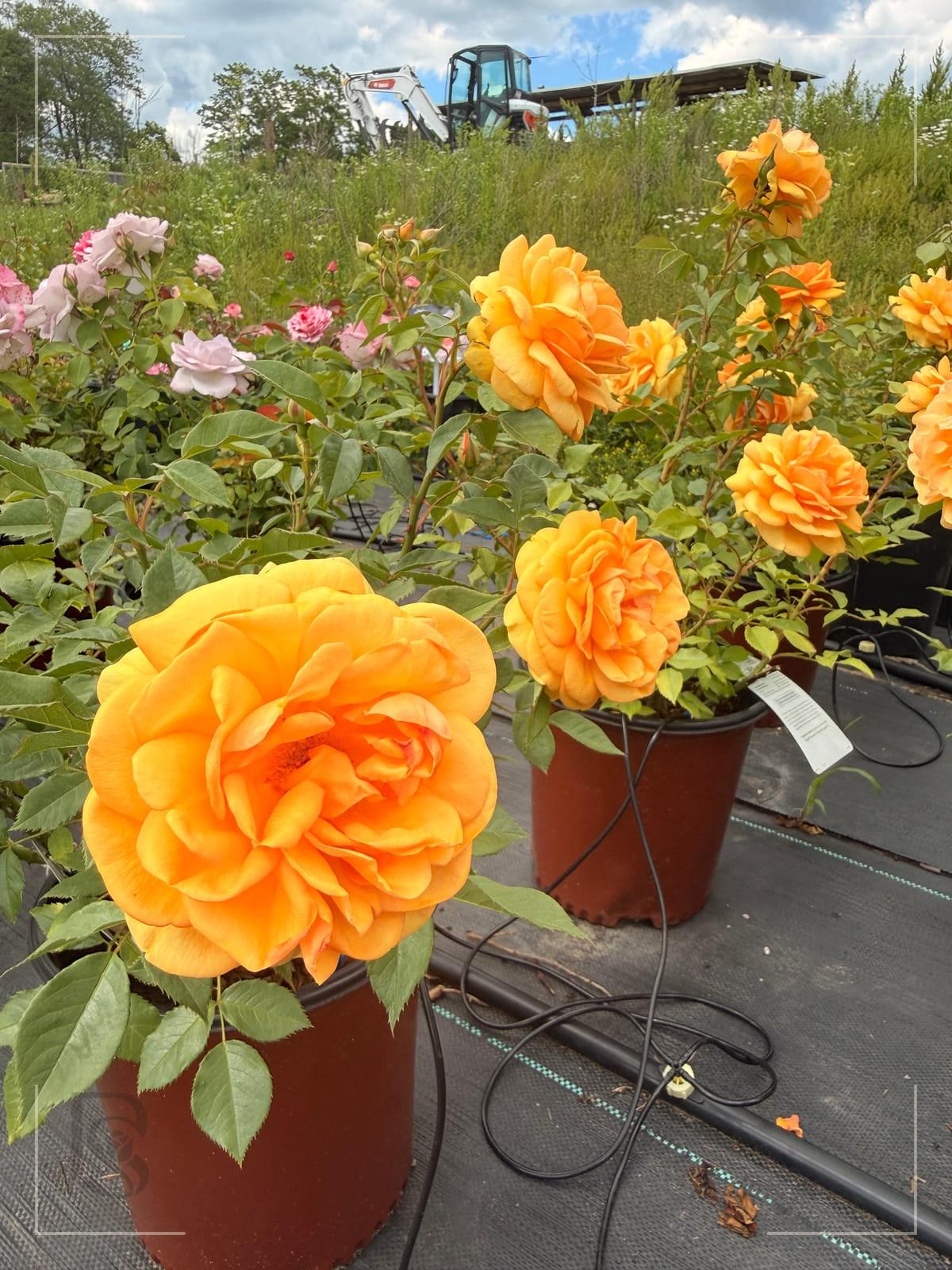南非阳光地带 Rosestyle 鲜活玫瑰植株
