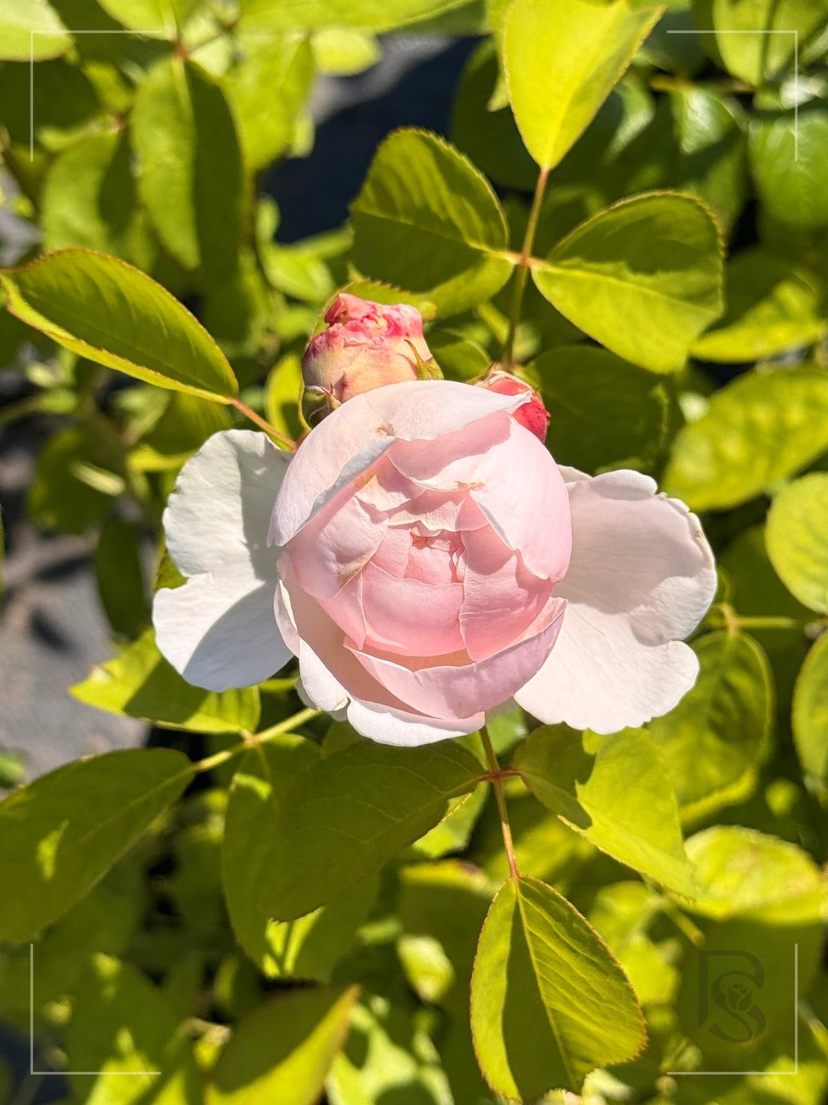 圣斯威辛 Rosestyle 鲜活玫瑰植株