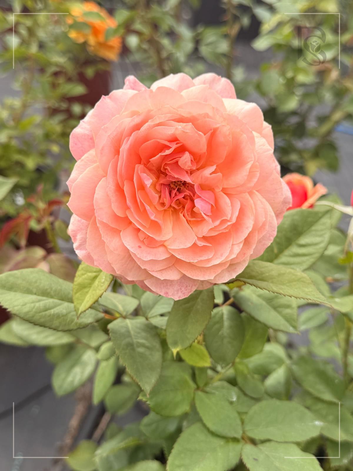 State of Grace rose plant from Rosestyle