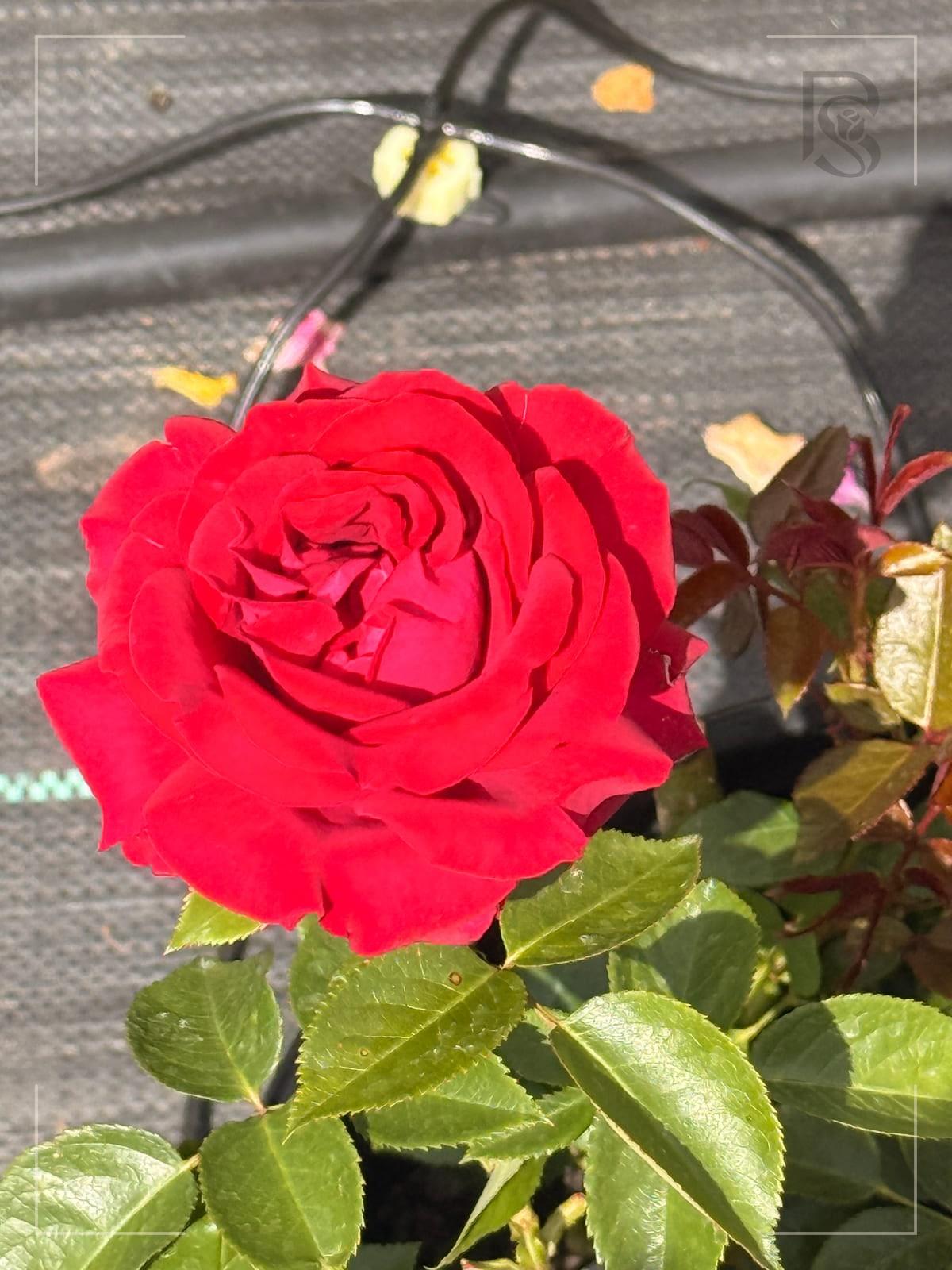 Stiletto rose plant from Rosestyle
