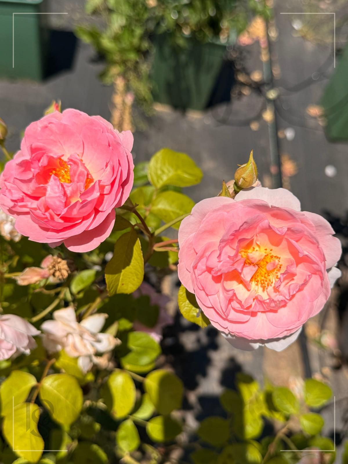 草莓山 Rosestyle 鲜活玫瑰植株