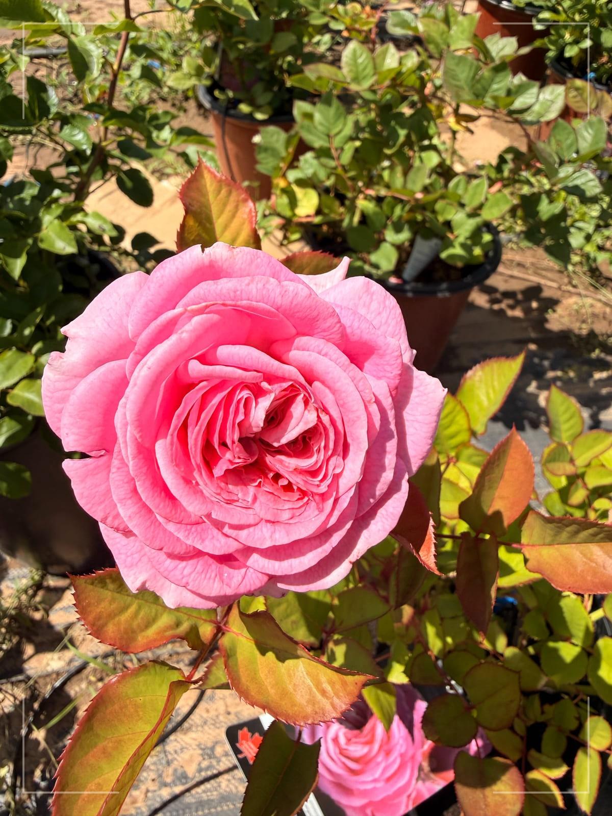 夏日浪漫 Rosestyle 鲜活玫瑰植株