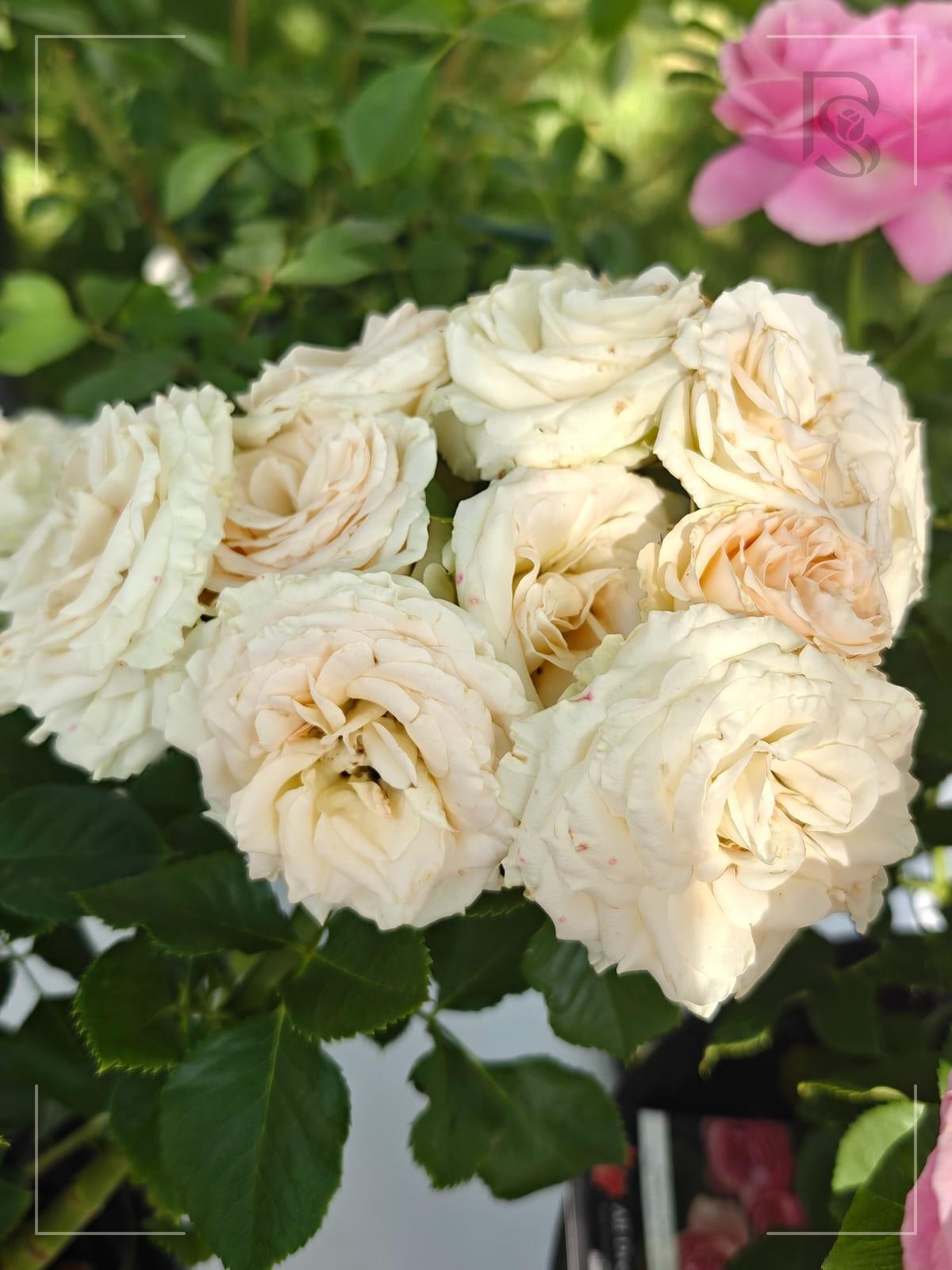 Summerrose™ rose plant from Rosestyle