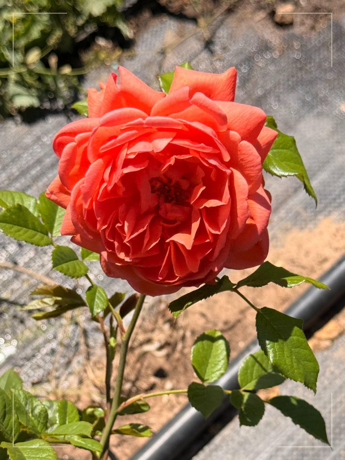 Summer Song rose plant from Rosestyle